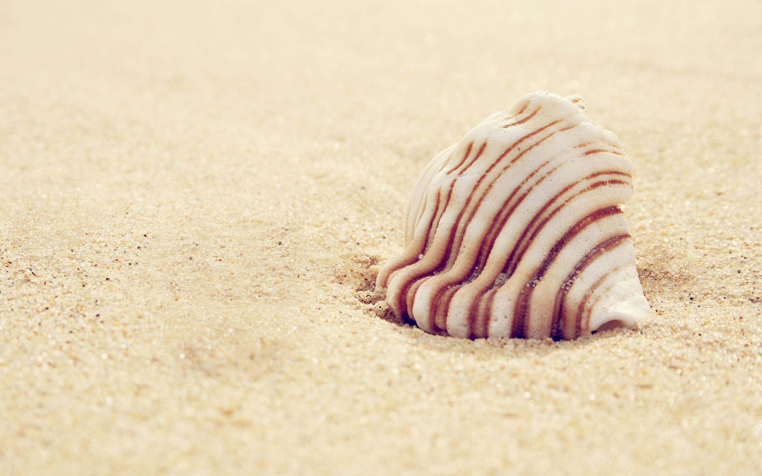 Wallpaper : sand, striped, seashell, shell, material, close up ...