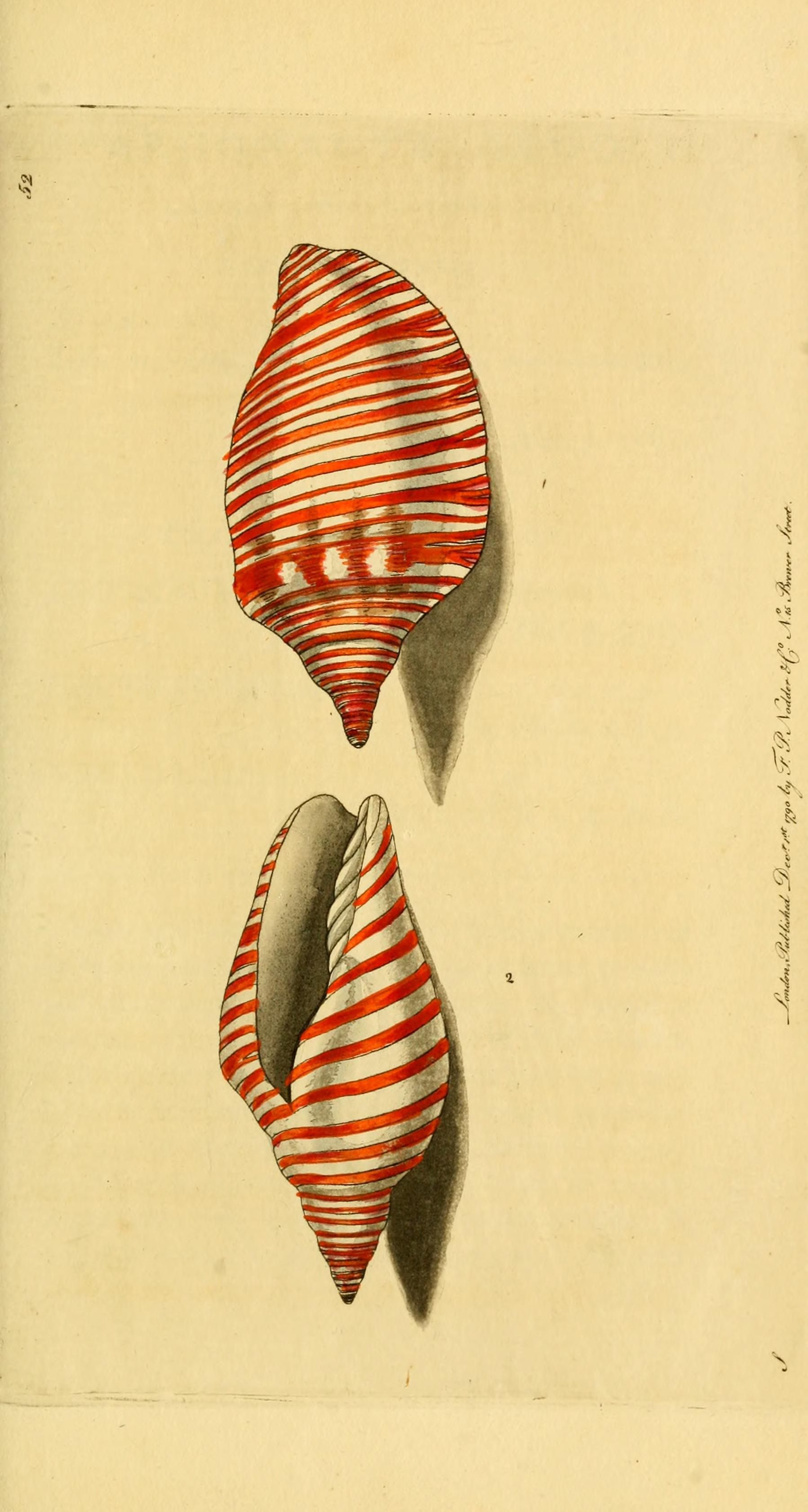 Orange-striped volute ~ by George Shaw #conchology #shells ...