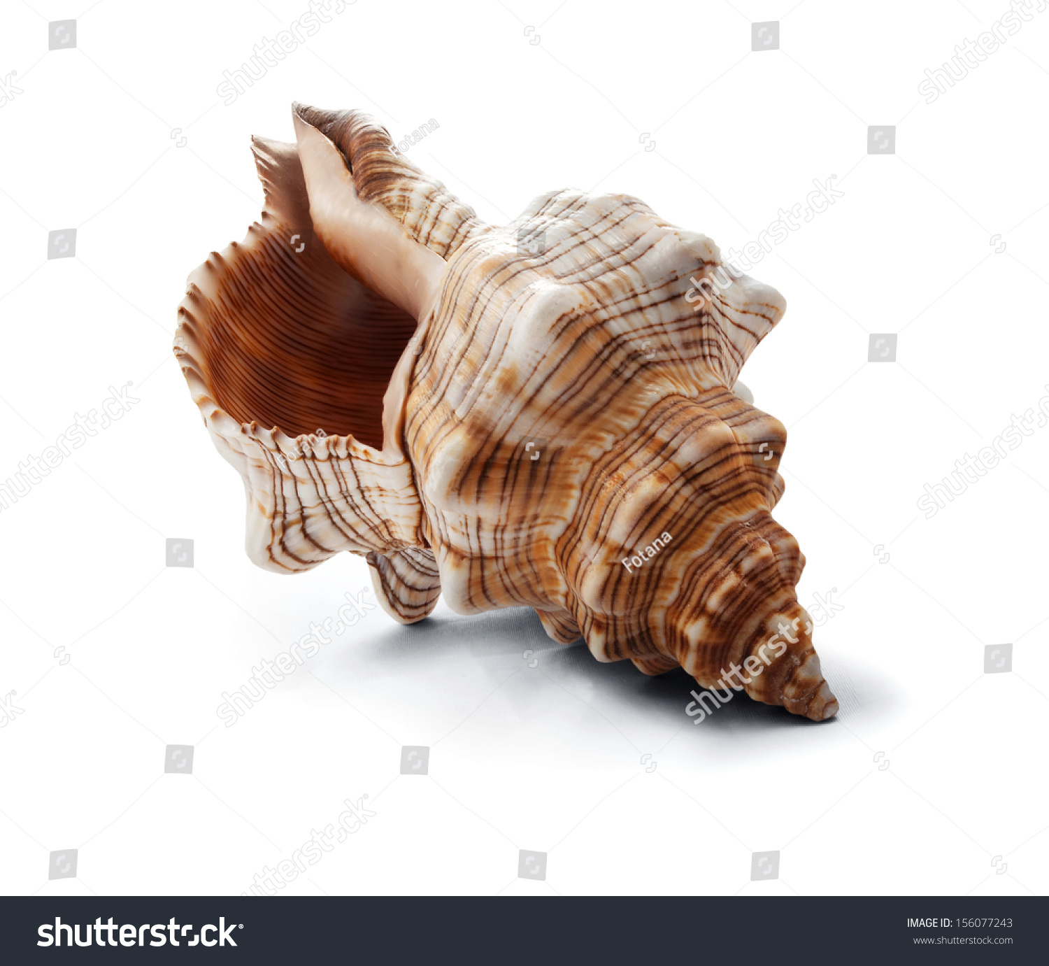 Big Spiral Striped Seashell Isolated On Stock Photo (Safe to Use ...