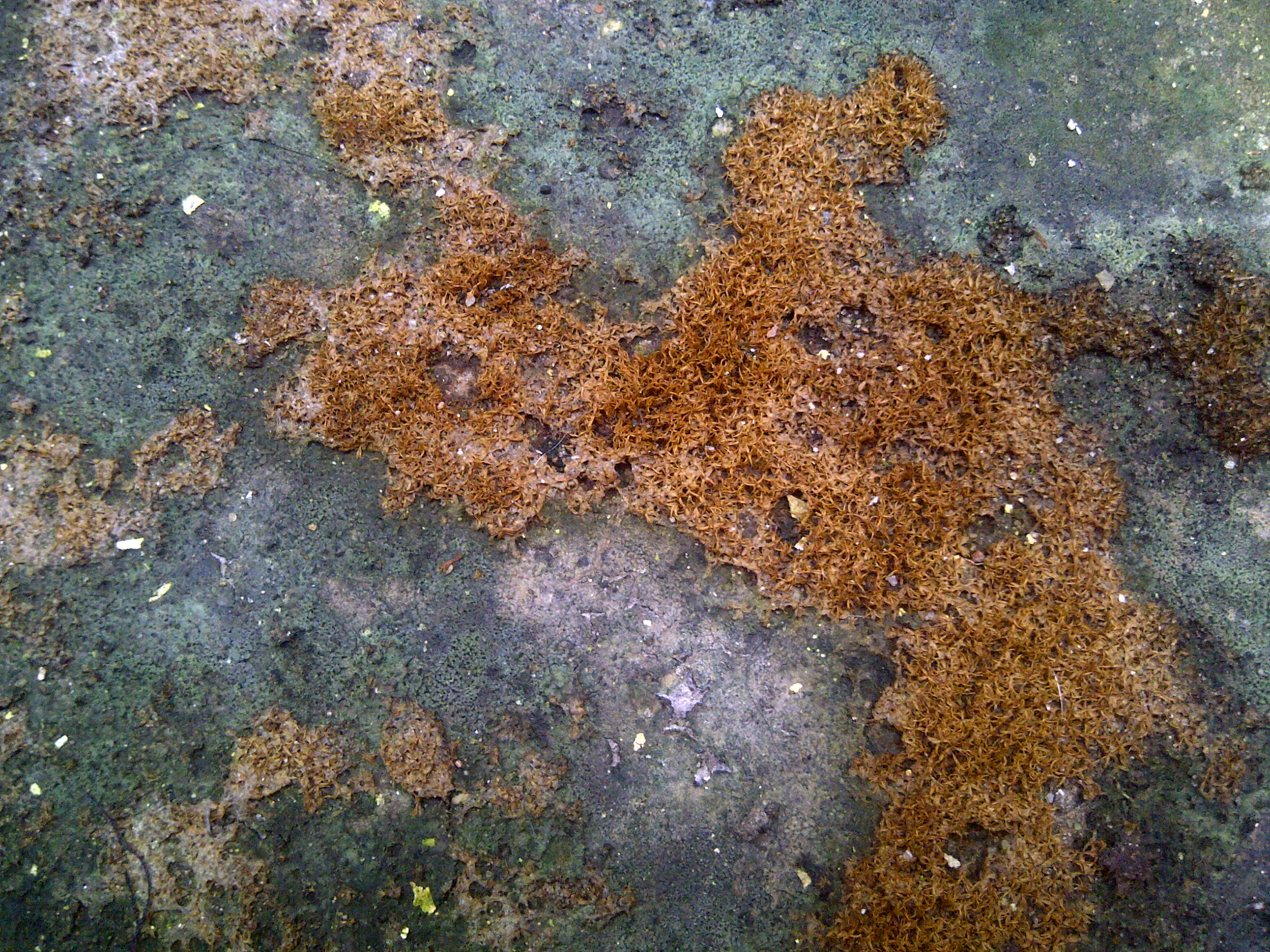 Struggling Moss Texture, Dry, Moss, Struggle, Texture, HQ Photo