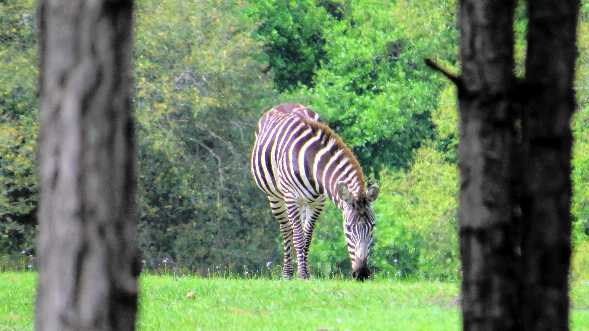 Strutting zebra photo