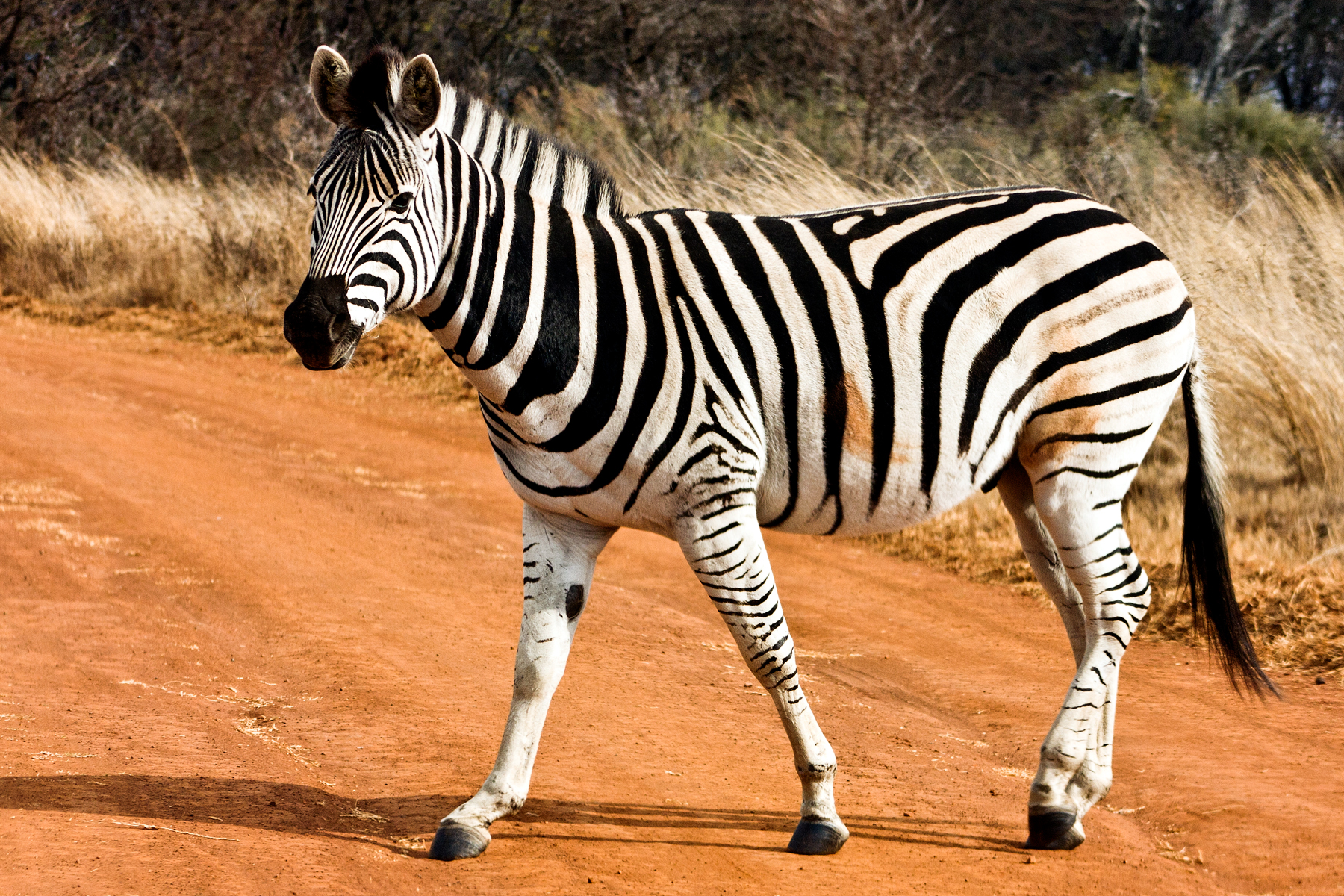 Strutting zebra photo