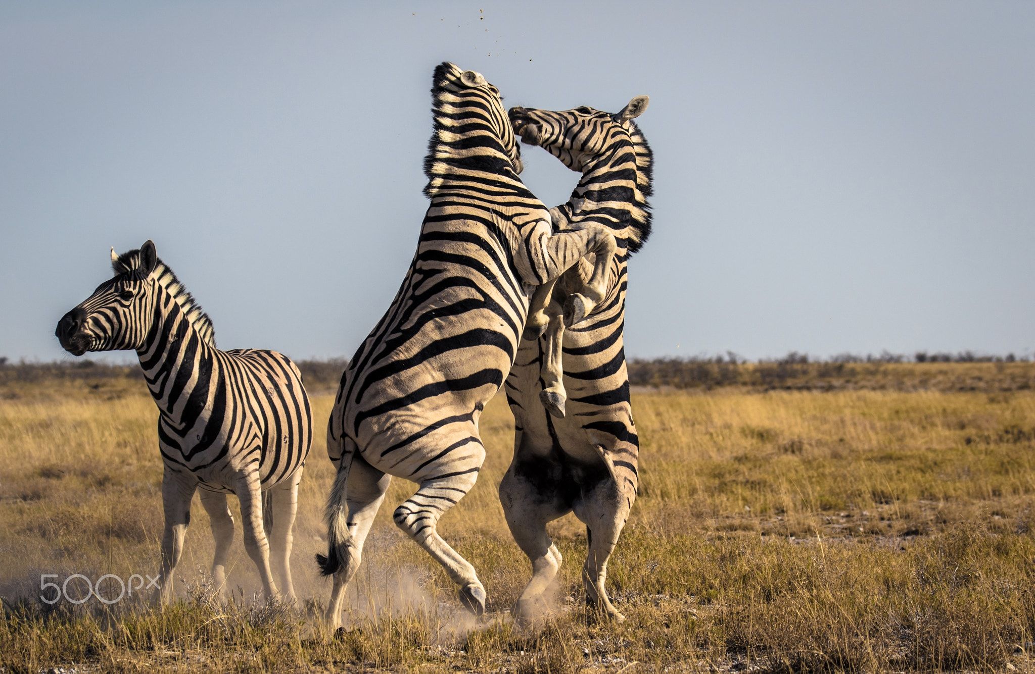 Zebras - Dancing Zebras | Этот удивительный мир | Pinterest