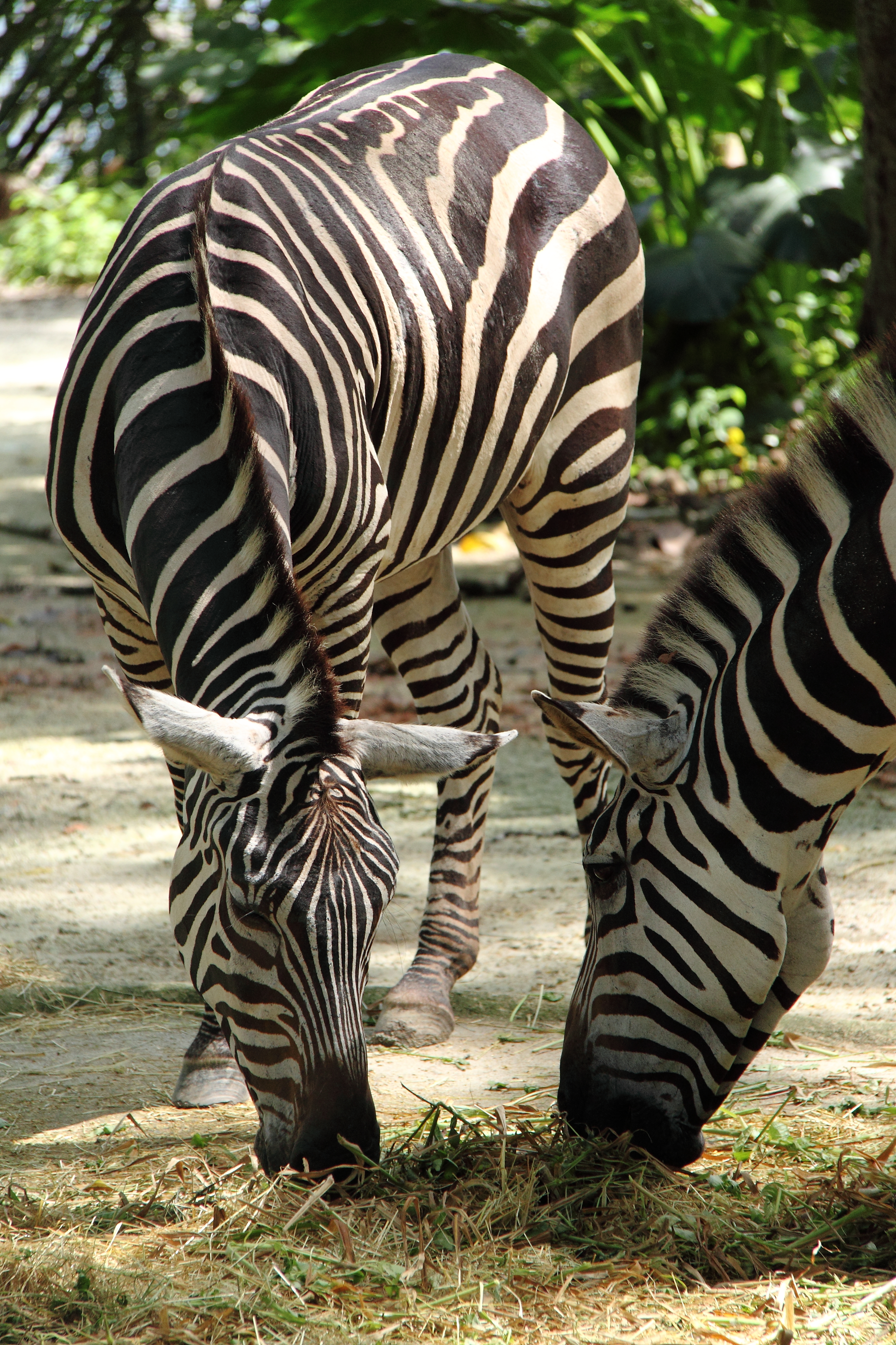 Excursion to the Zoo | Soulvoyager's Blog