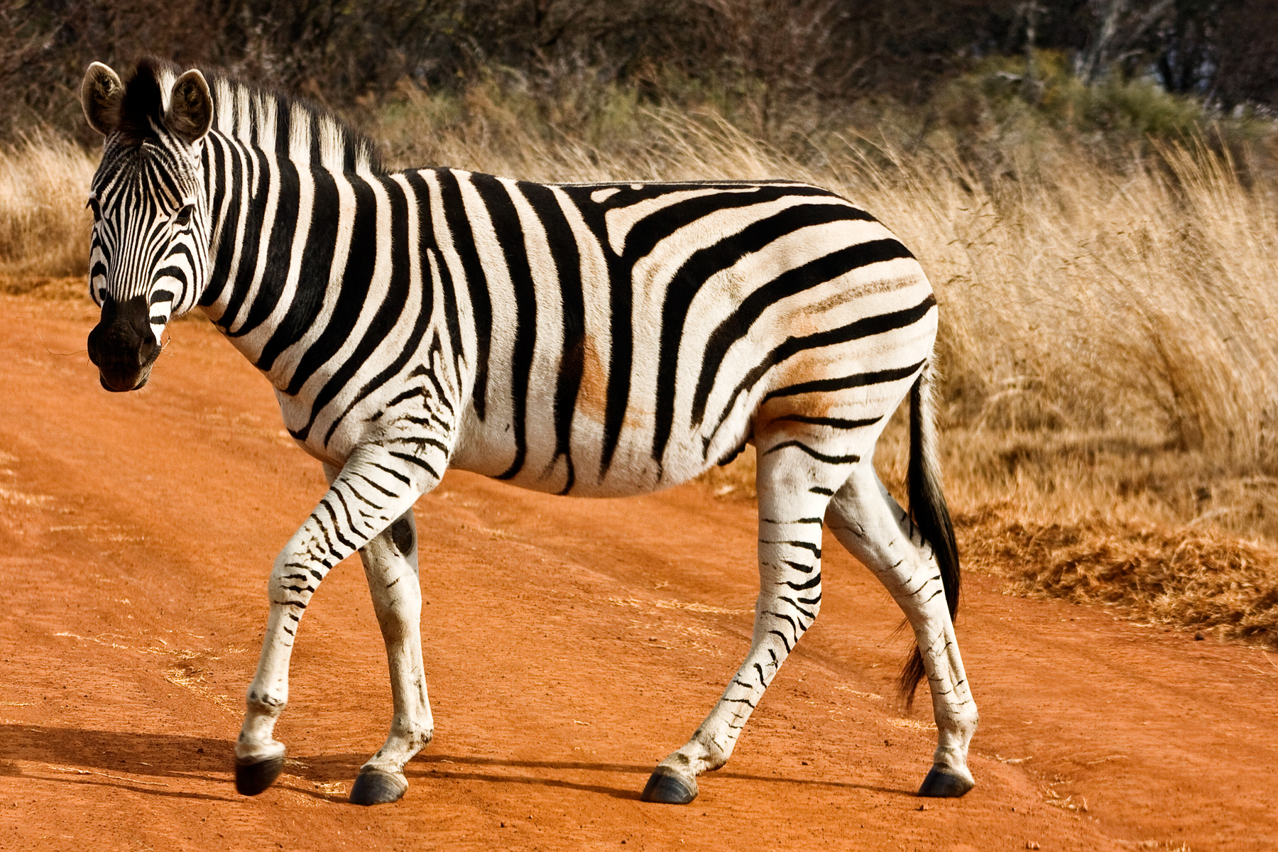 Strutting Zebra, Africa, Striped, Reserve, Resource, HQ Photo