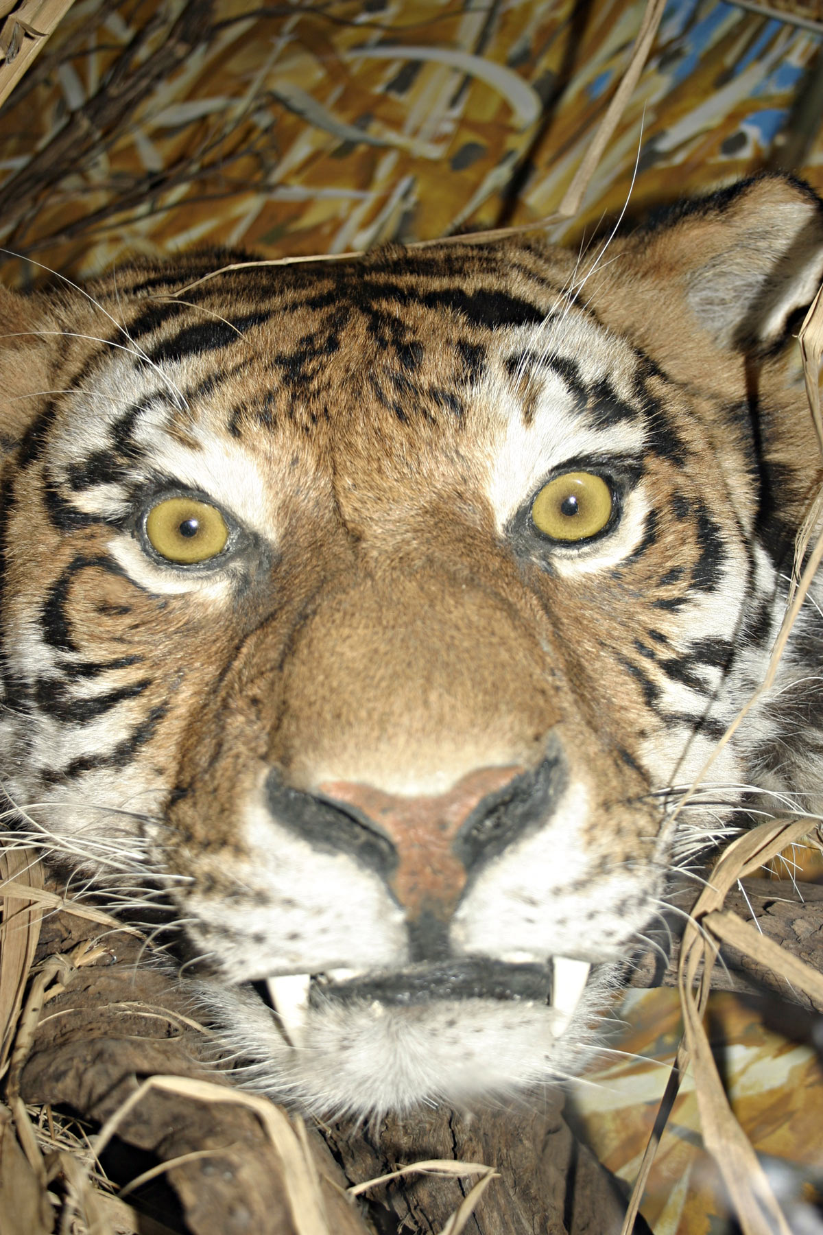 Stuffed tiger photo