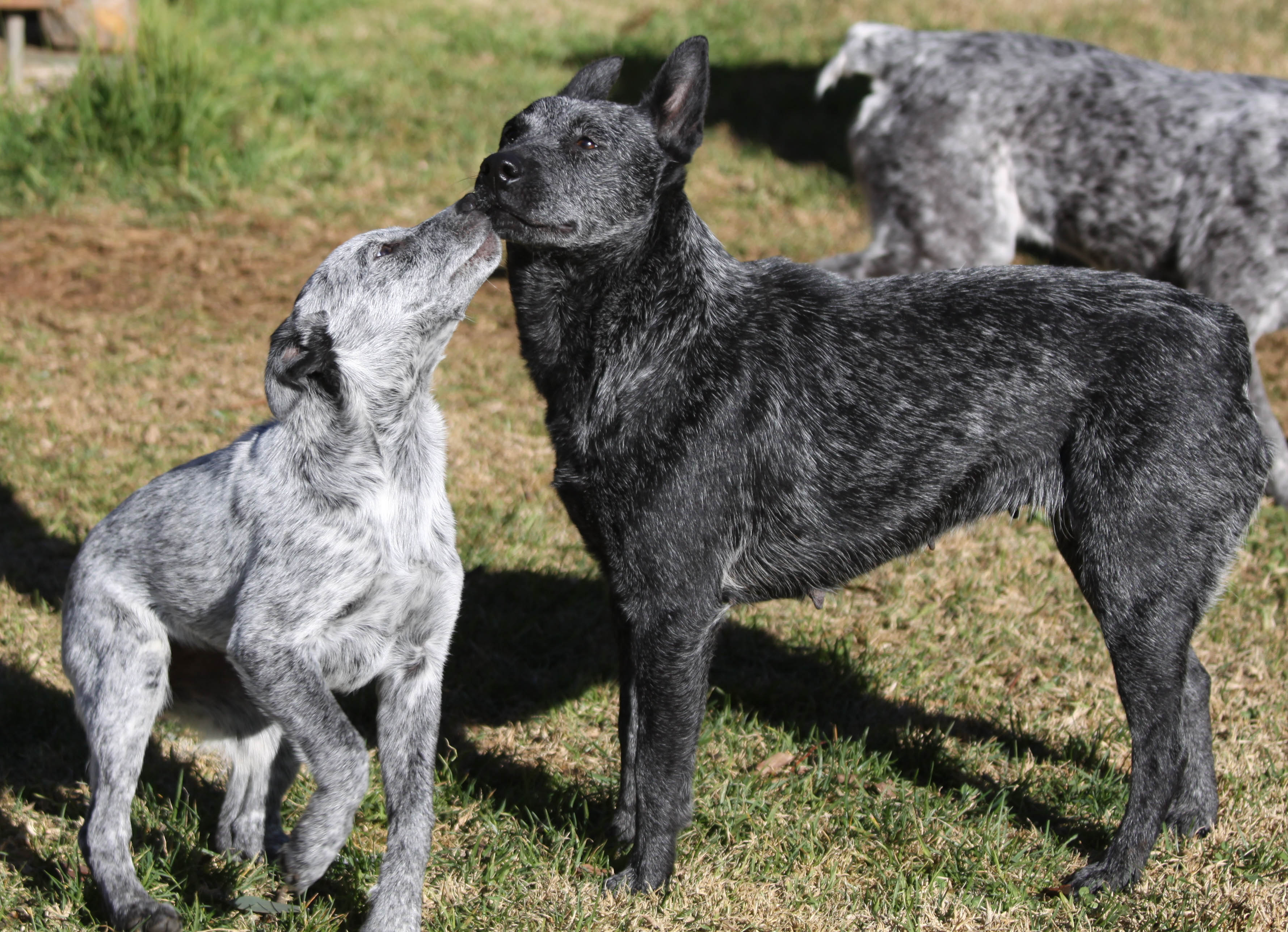 Australian Stumpy Tail Cattle Dog - Puppies, Rescue, Pictures ...