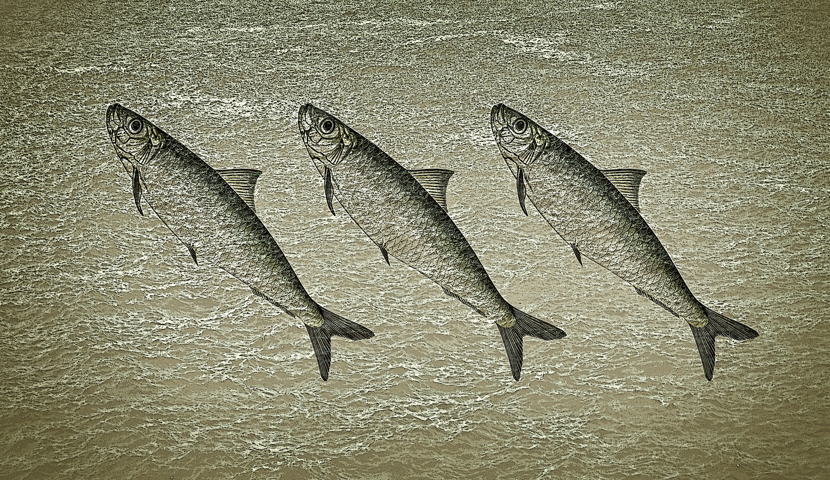 Stylized sardines on rough water background photo
