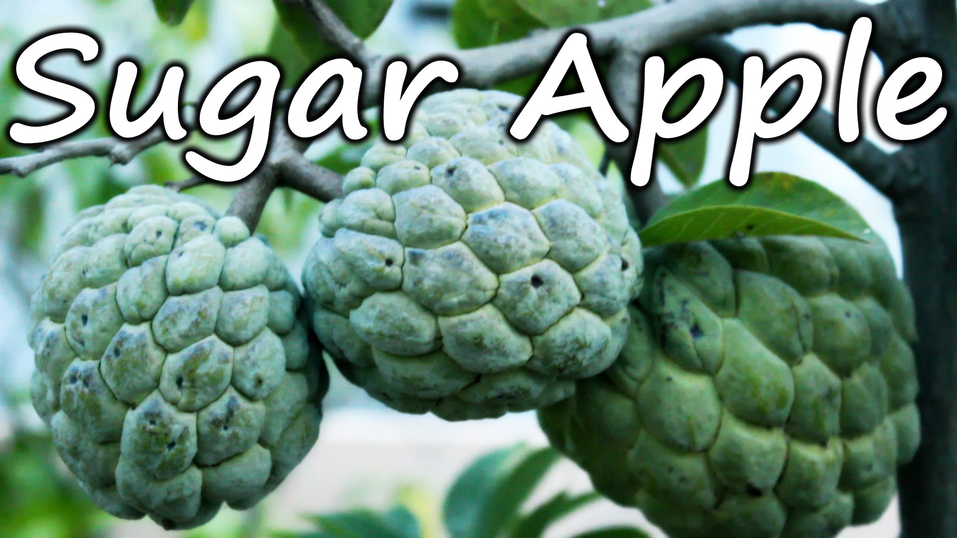 Growing Sugar Apple (Sweetsop) in a Container - Terrace Garden - YouTube