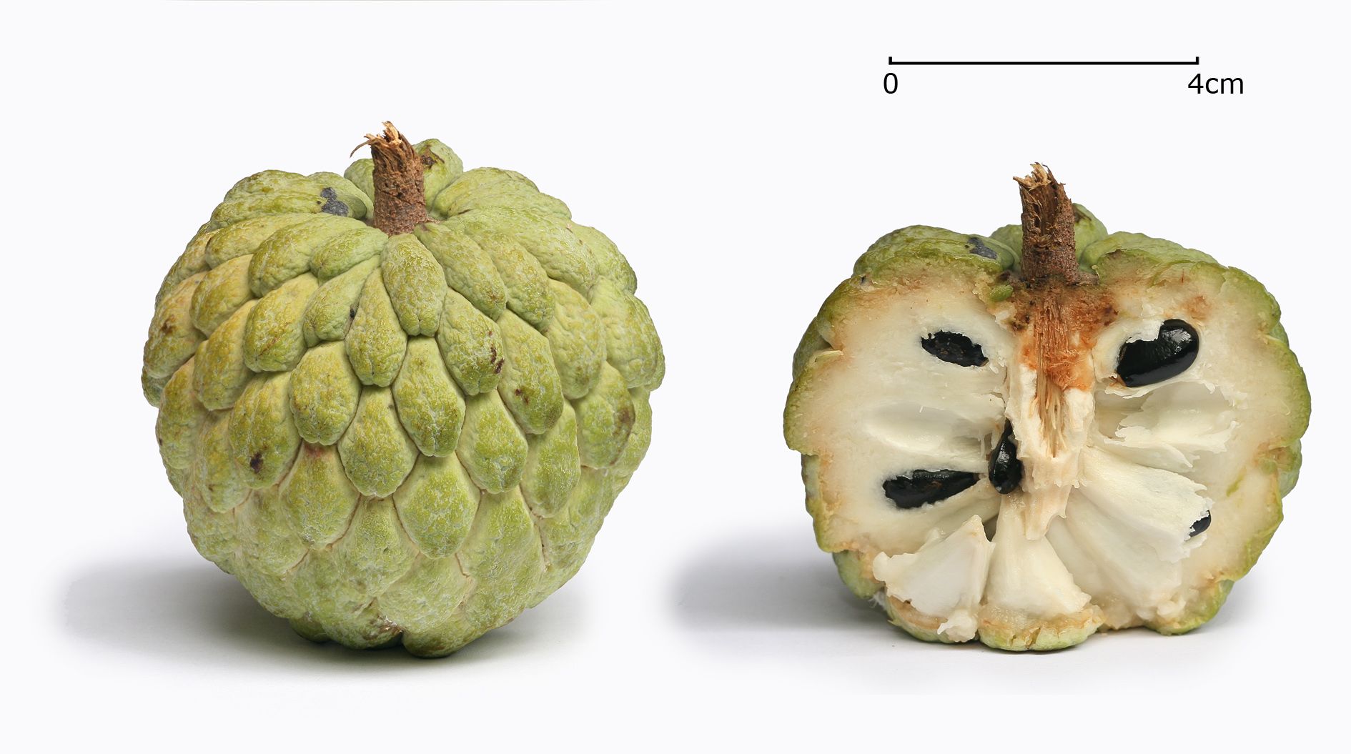 Sugar-apple - Annona squamosa - whole fruit, and in cross-section ...