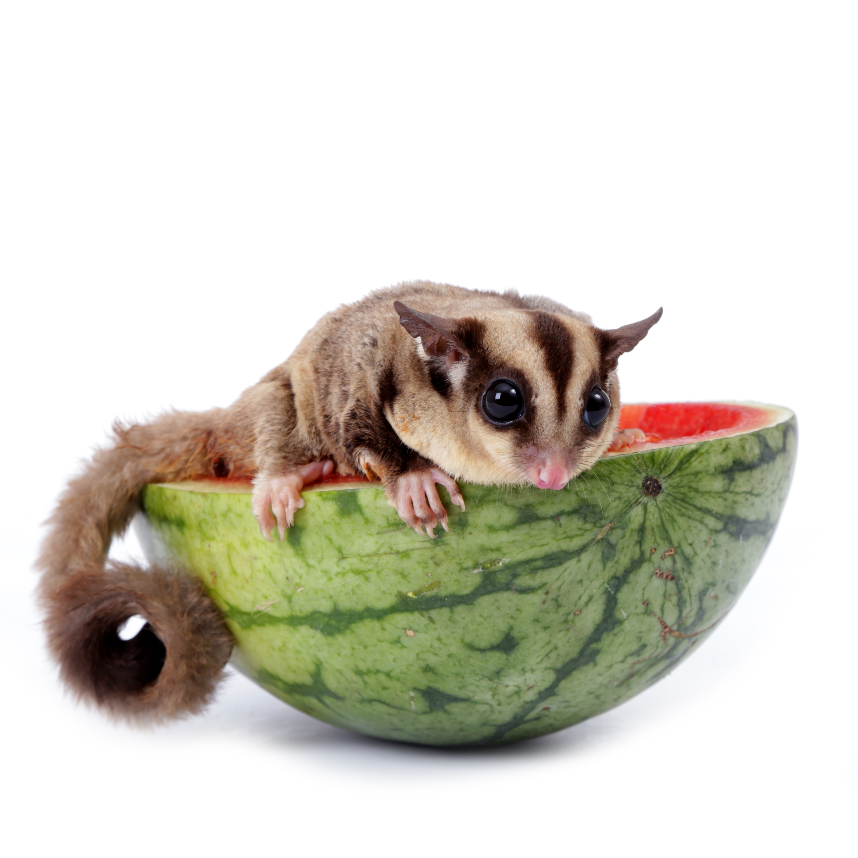 Is a Sugar Glider the Right Pet for You? – Animal Clinic Of Morris ...