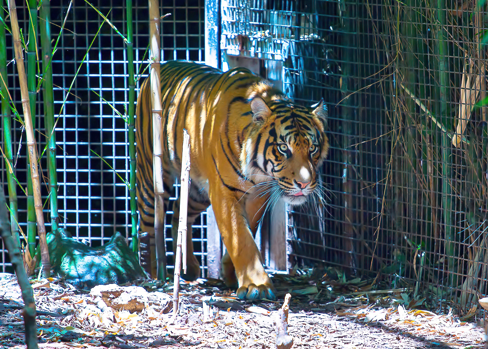 Sumatran tiger photo