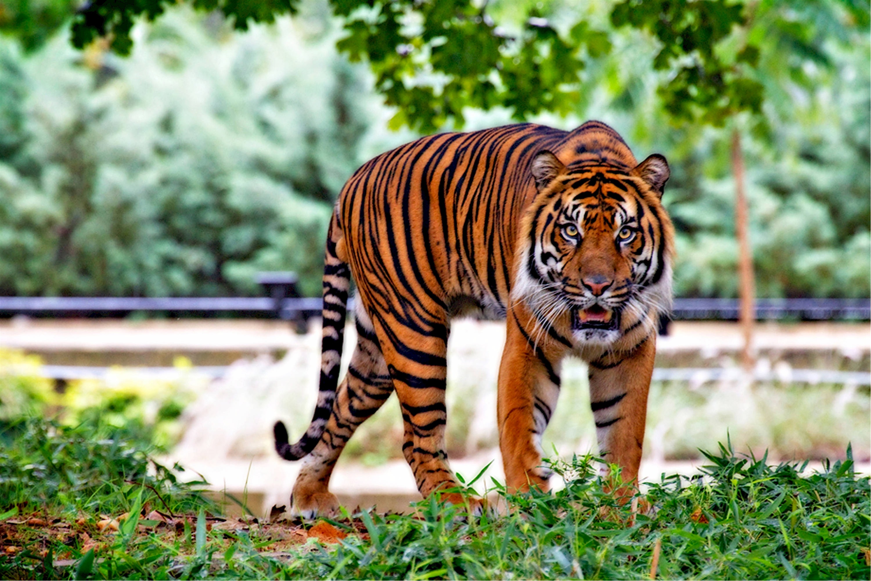 Sumatran Tiger, Animal, Bengal, Fierce, Sumatran, HQ Photo