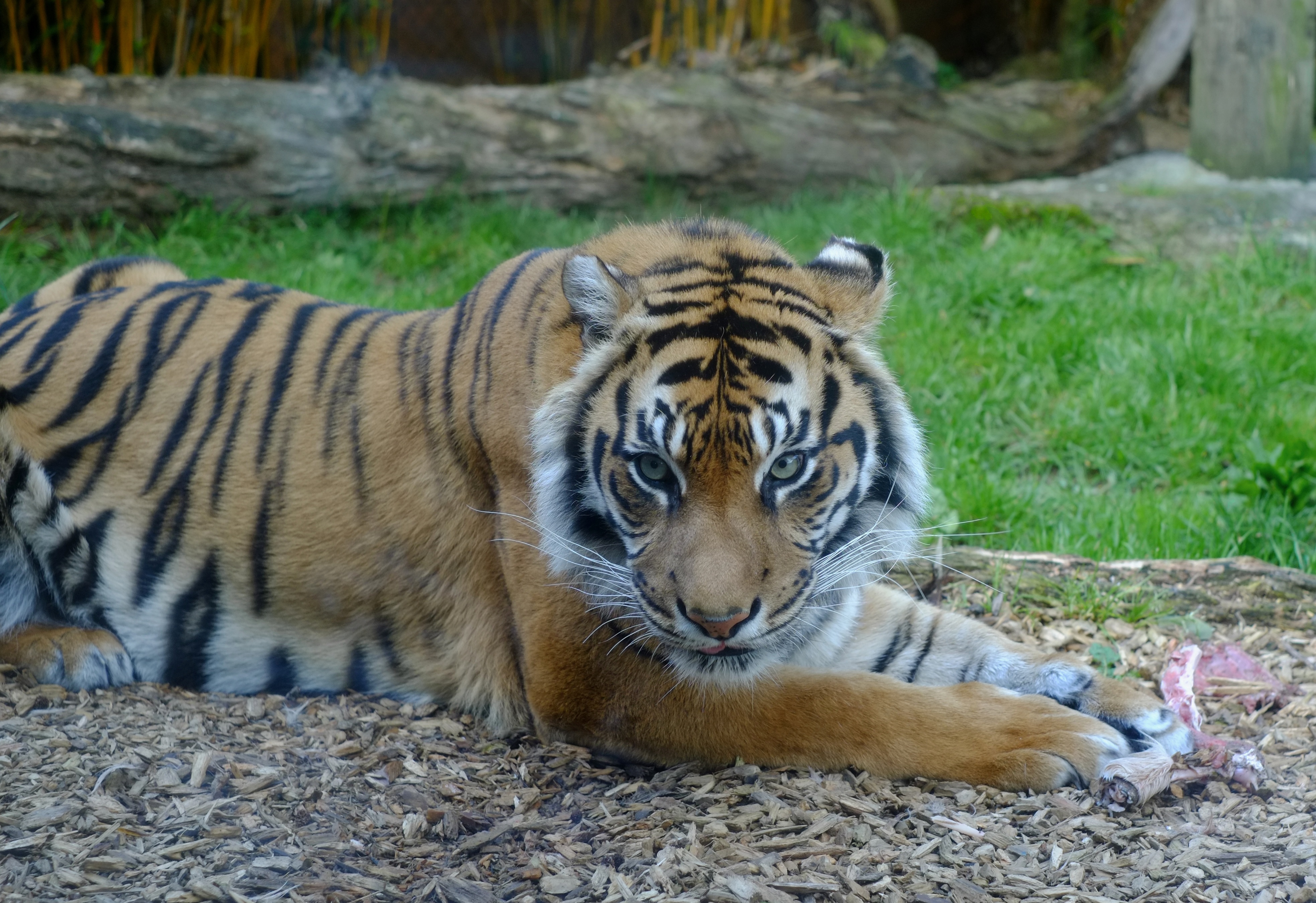 Sumatran Tiger, Animal, Fierce, Jungle, Nature, HQ Photo