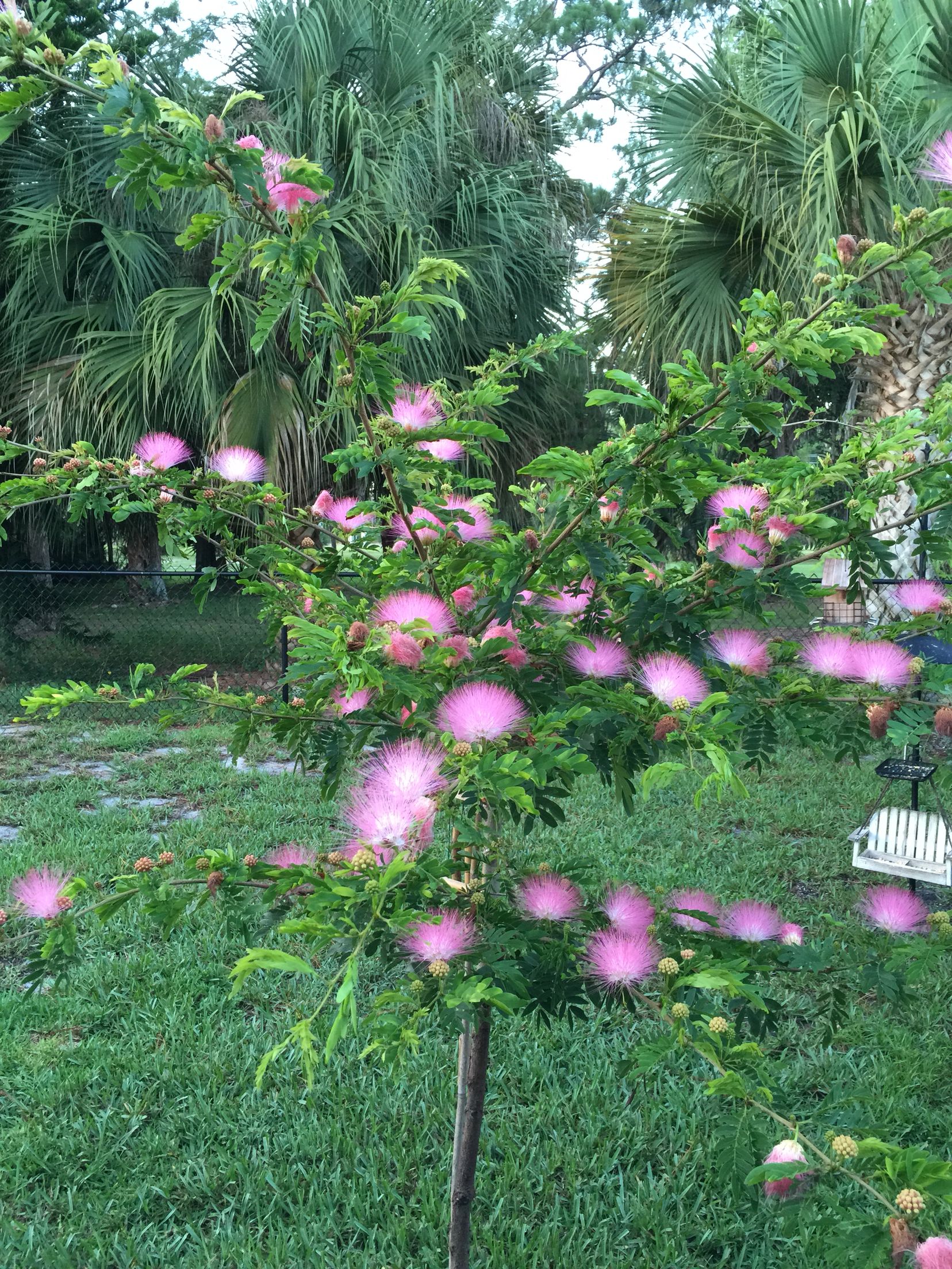 The Powderpuff tree brings many butterflies and hummingbirds to your ...