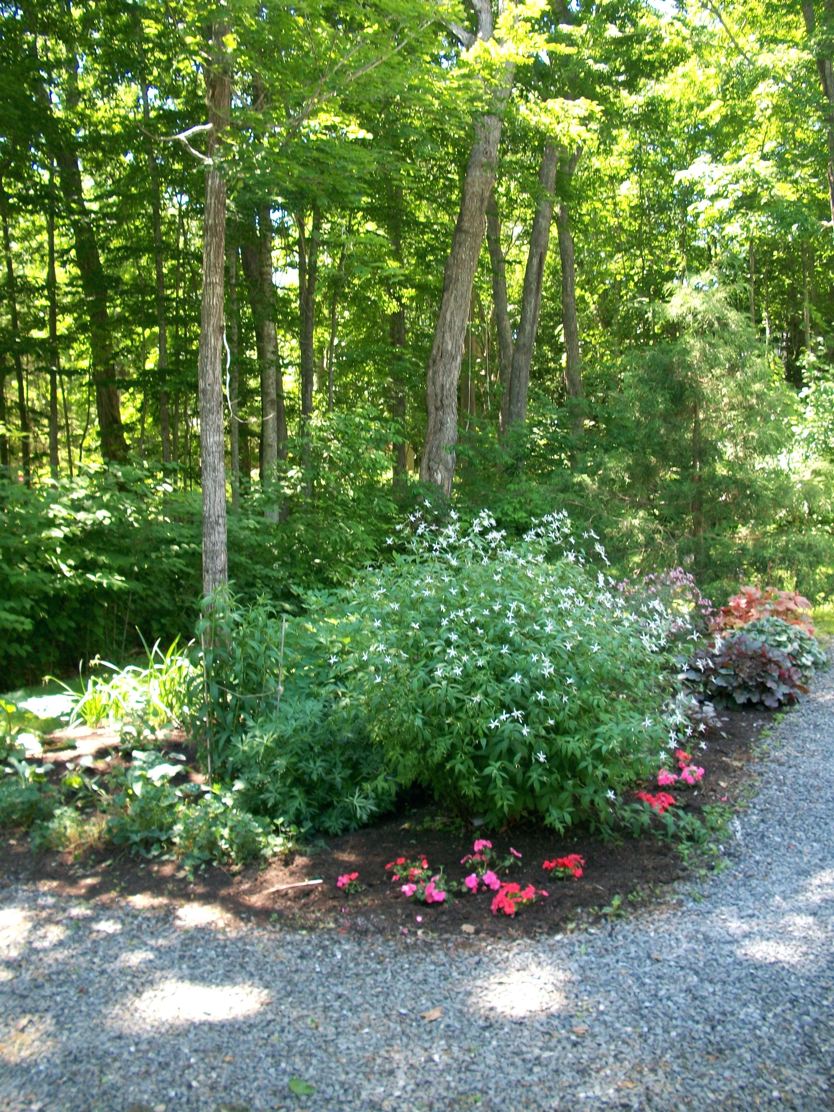 Shade Loving Bushes Plants That Bloom All Summer And Trees Zone 9 ...