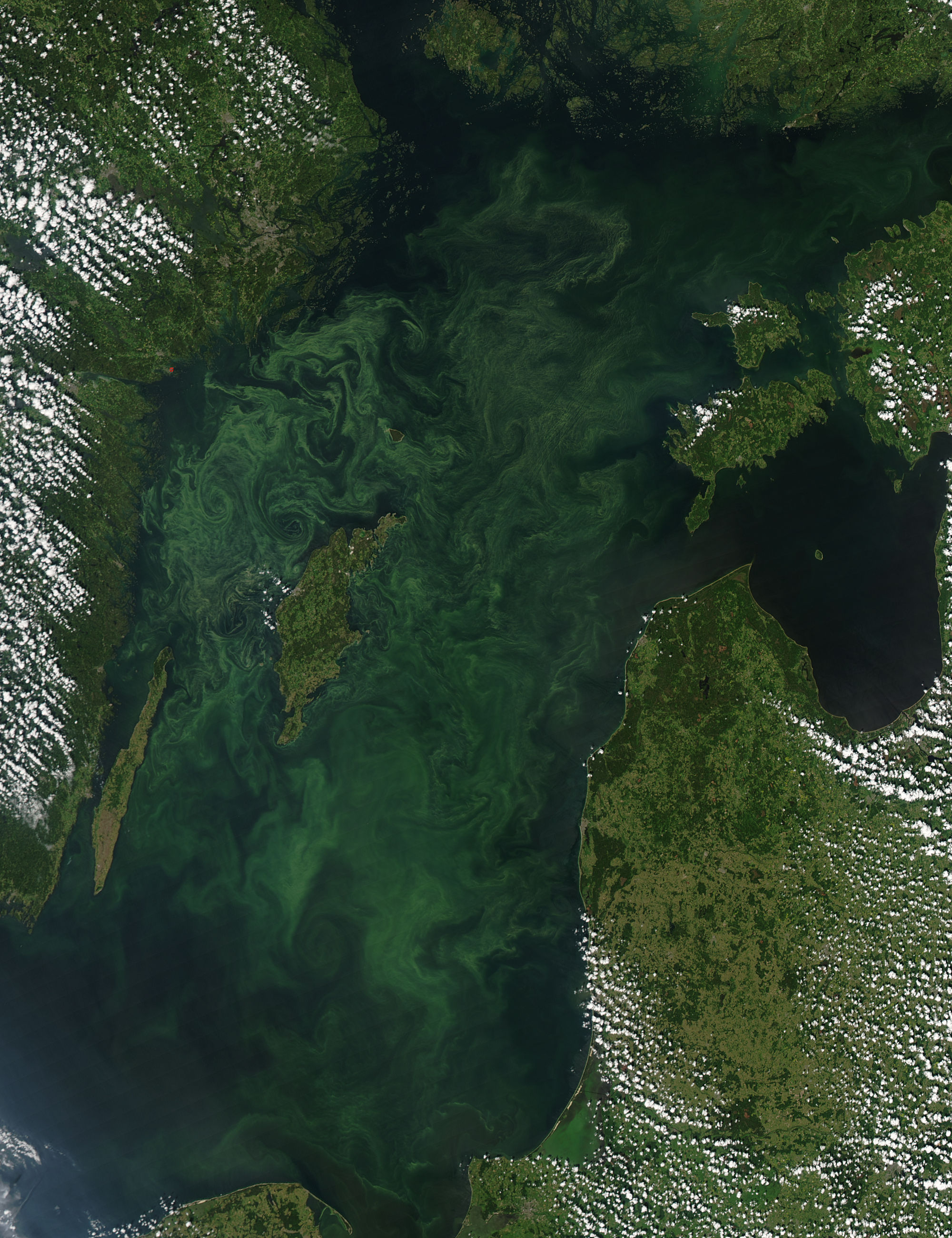 Summer Bloom in the Baltic Sea : Natural Hazards