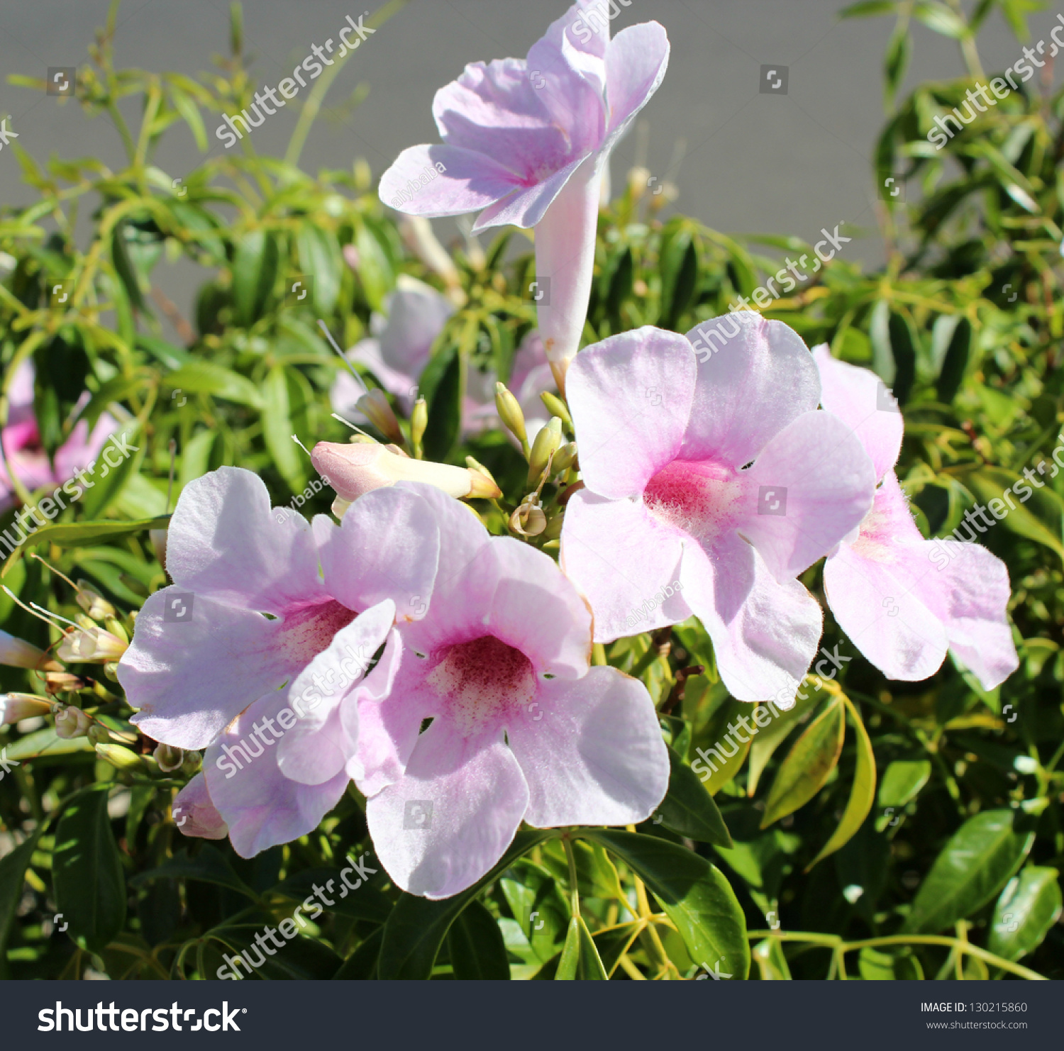 Lovely Delicate Pale Pink Bell Shaped Stock Photo (Safe to Use ...