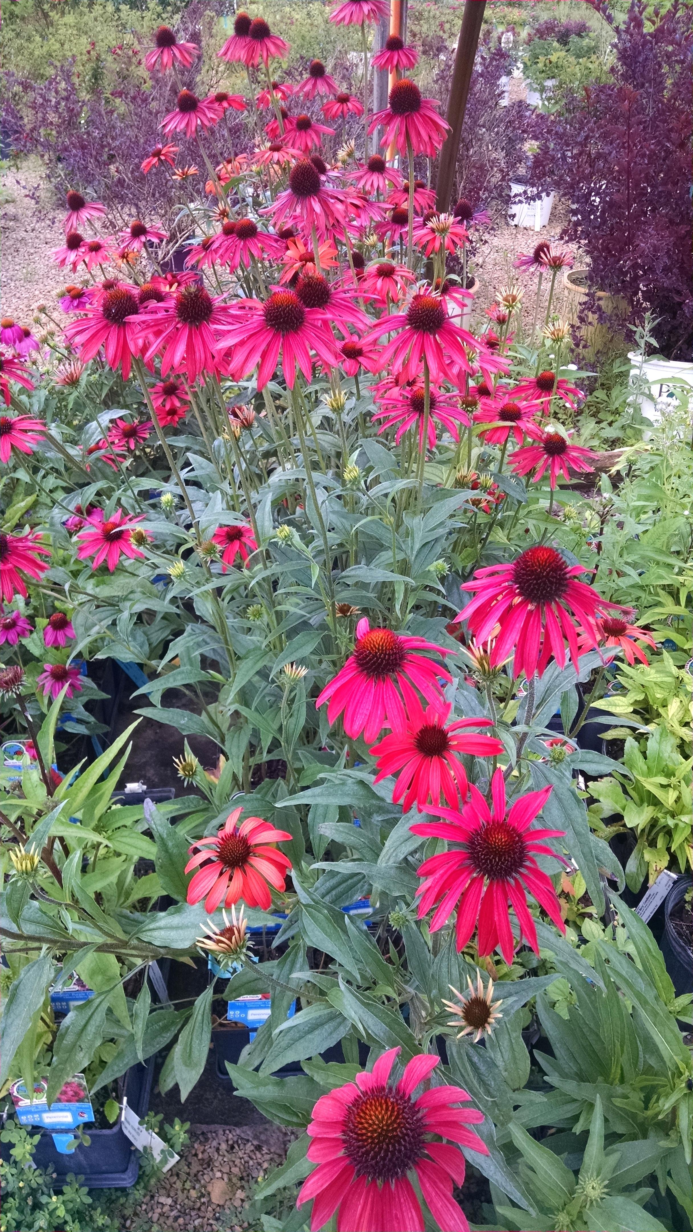 Perennials That Flower All Summer Bloom In Early Perennial Plants Uk ...