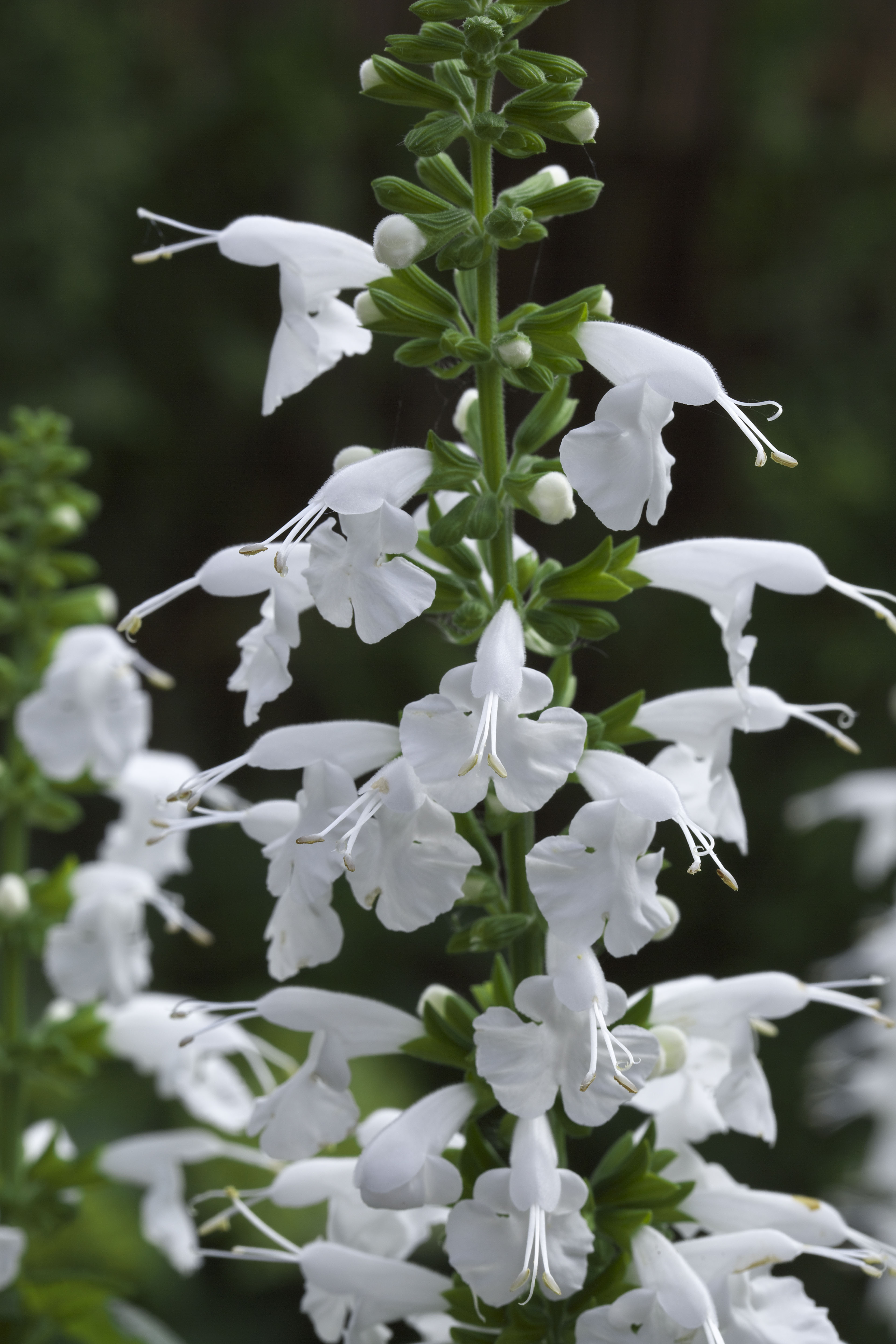 Salvia Summer Jewel™ White | All-America Selections