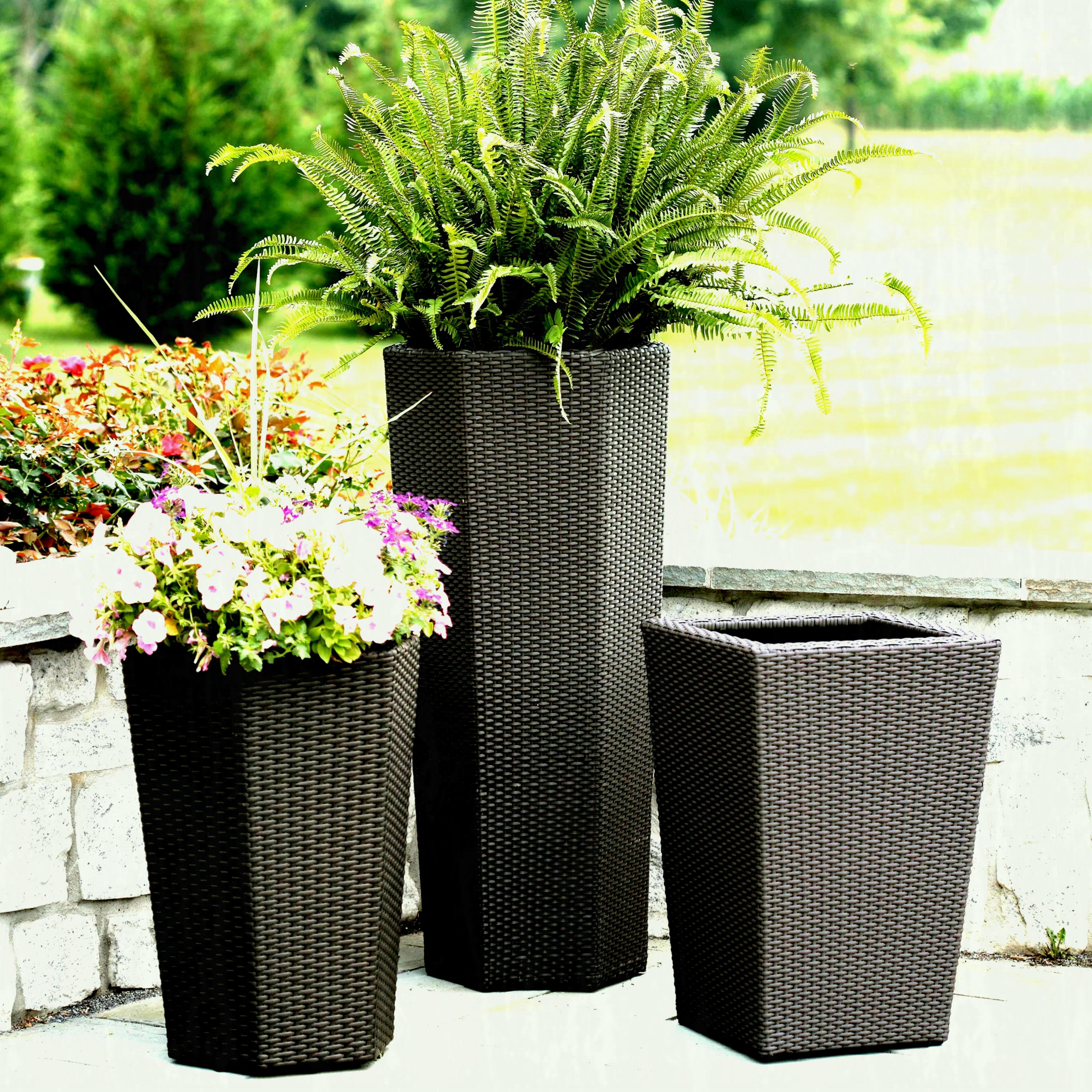 Tall Outdoor Plants That Bloom All Summer With Round Concrete ...