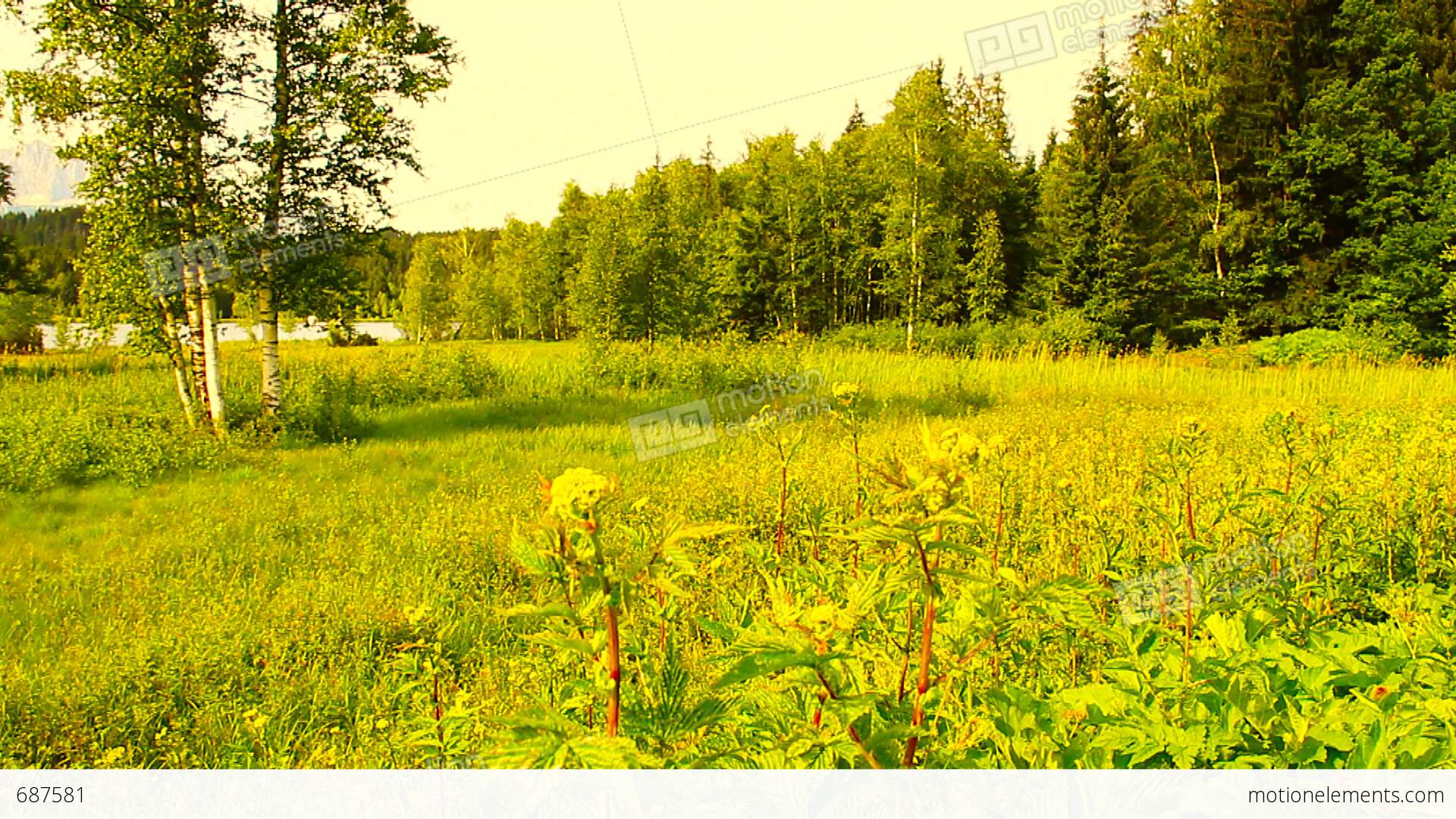 Summer Field And Forest Beauty Scenes 02 3 In 1 ARTCOLORED Stock ...