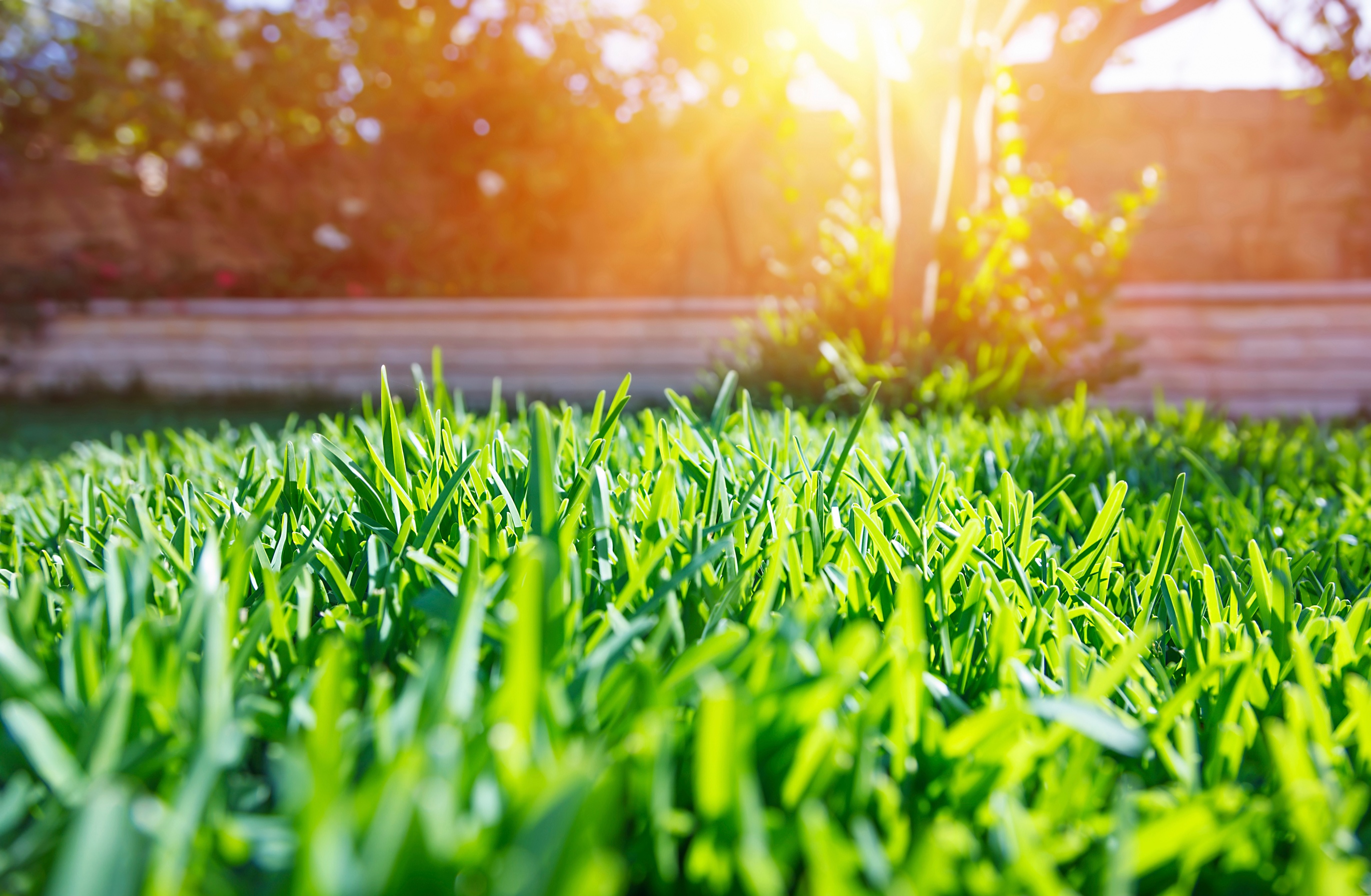 Nutri-Lawn Blog | A Guide to Weed Control