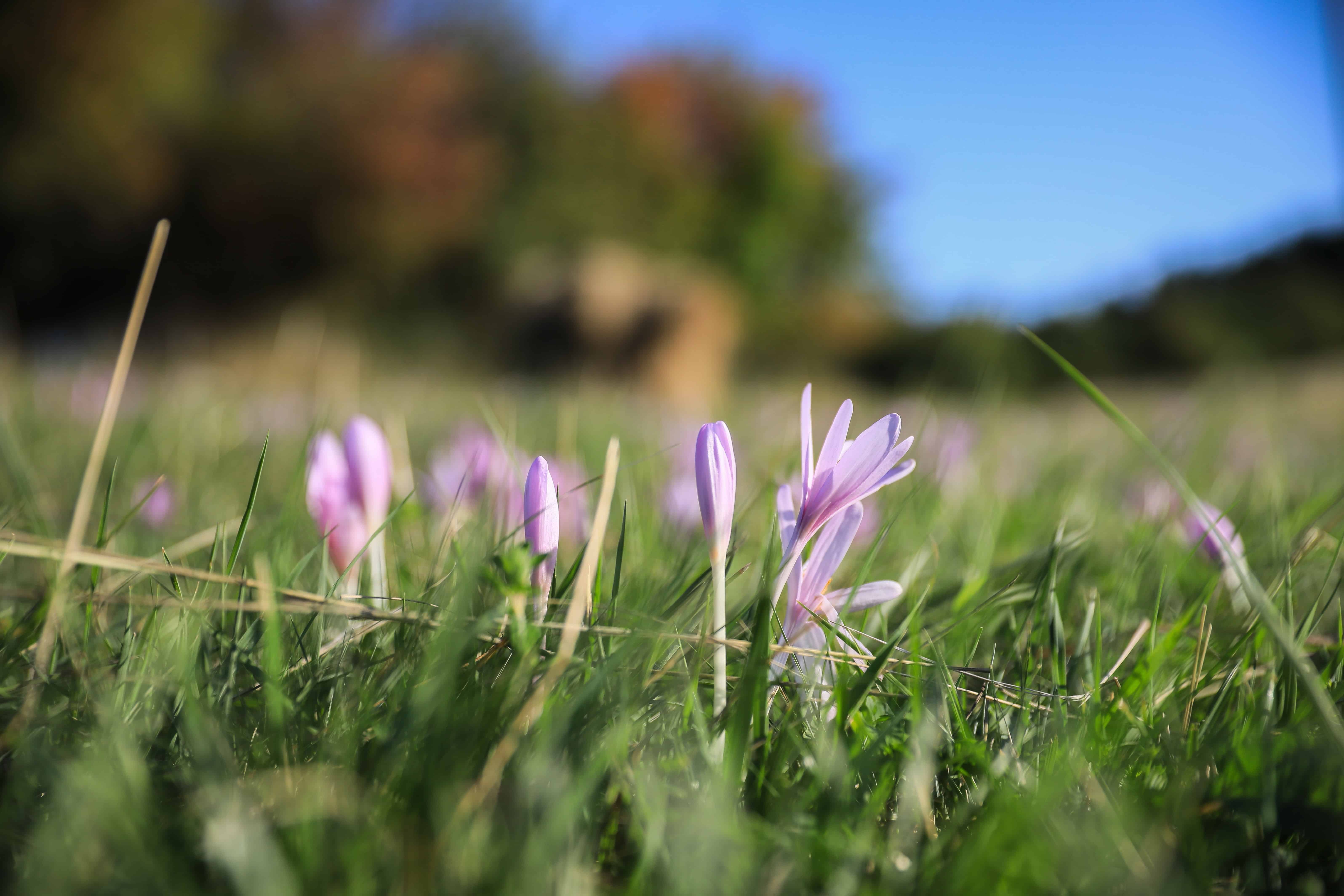 Free picture: wildflower, summer, grass, field, flora, blue sky ...
