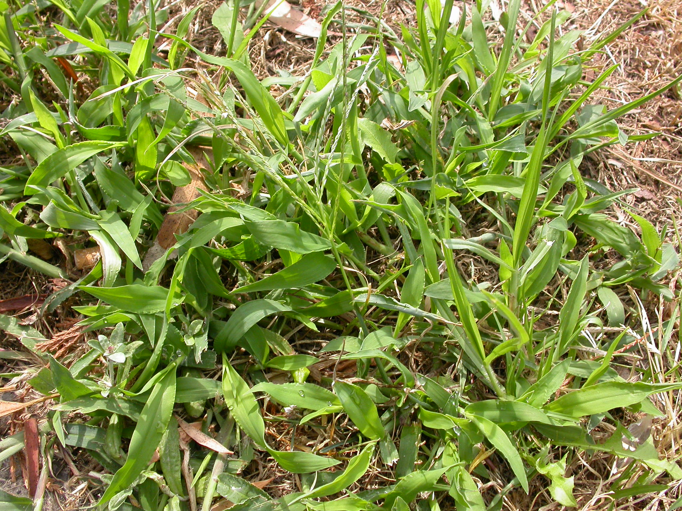 Summer Grass - Living Turf