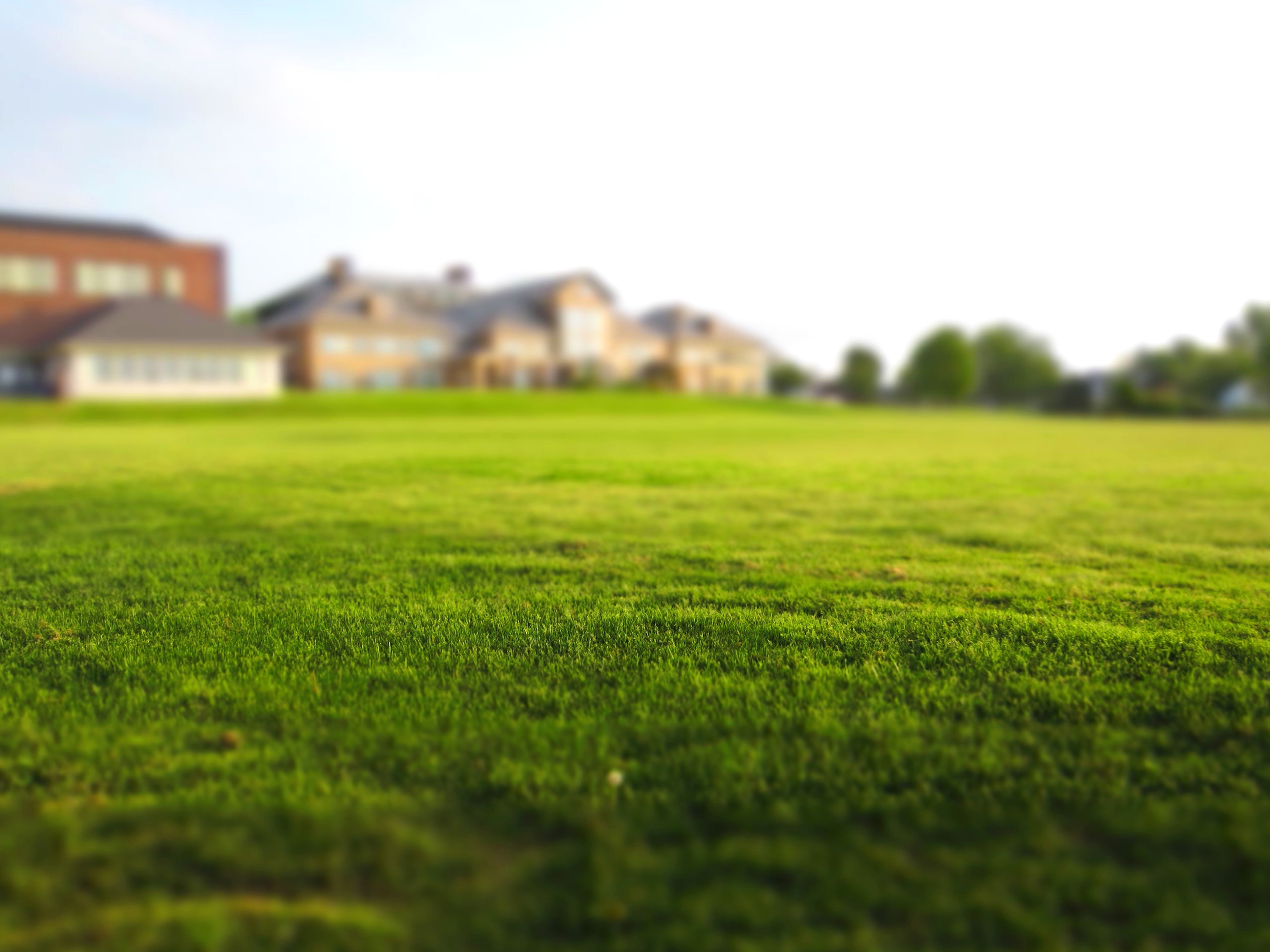 Free picture: green grass, lawn, summer, grass