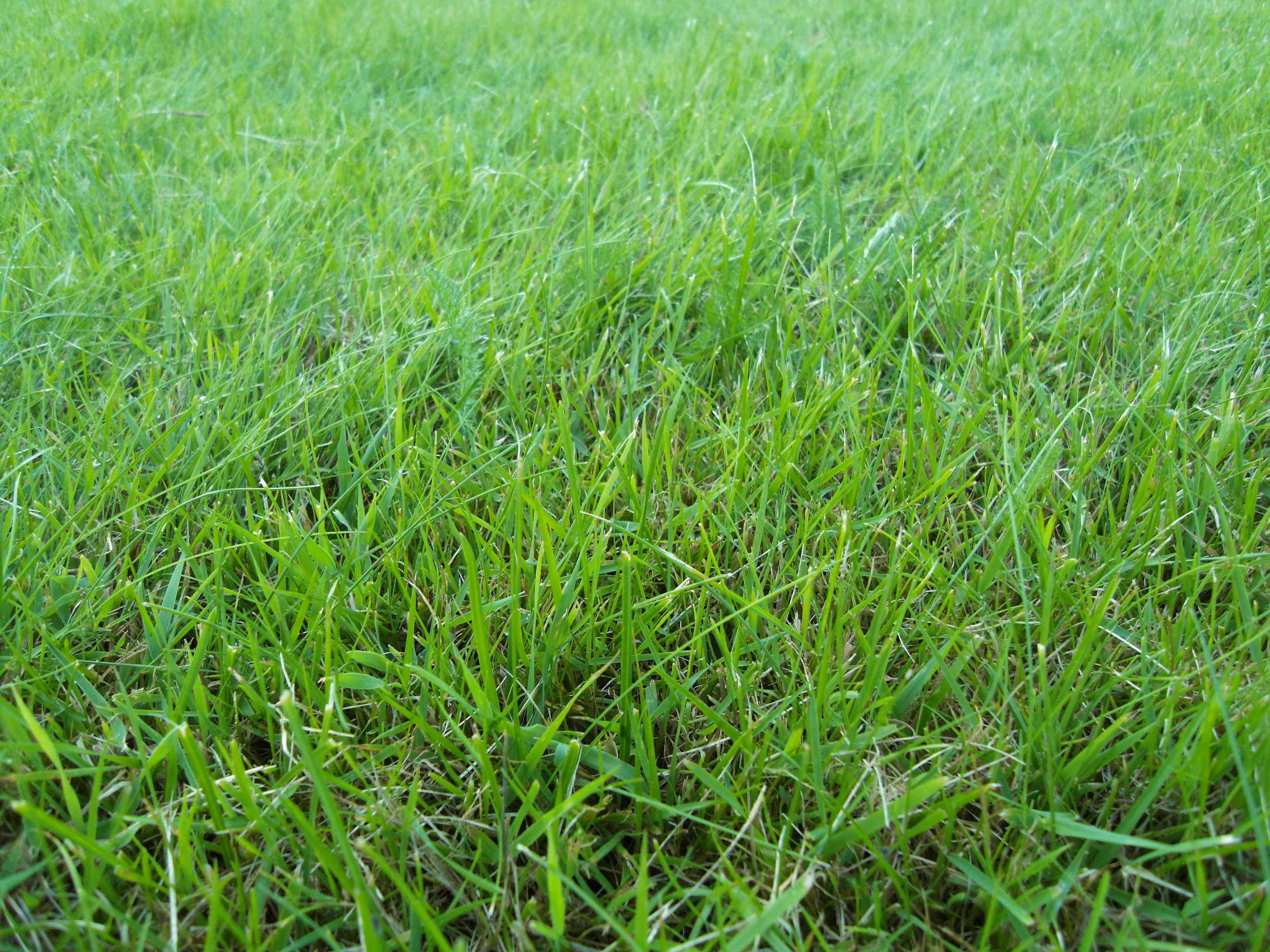 File:Grass, summer 2012.JPG - Wikimedia Commons