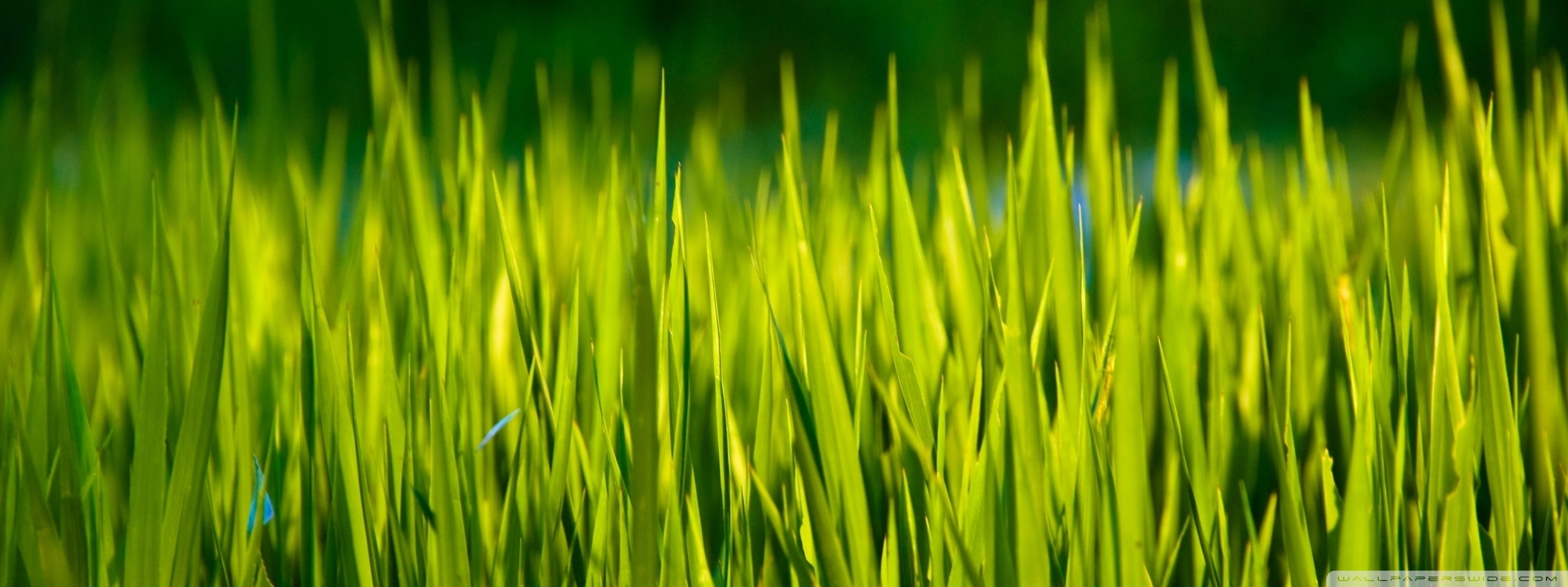 Summer Grass Macro ❤ 4K HD Desktop Wallpaper for 4K Ultra HD TV ...