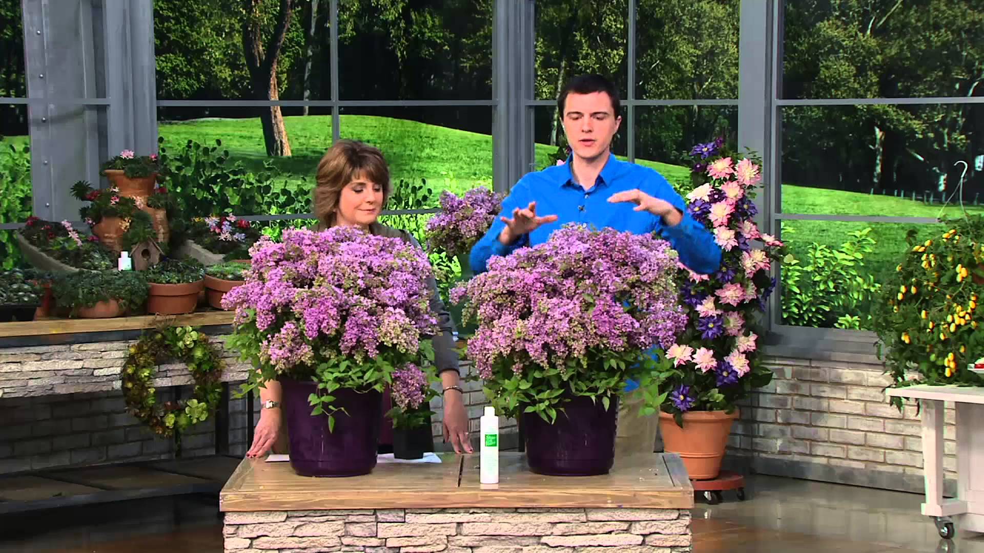 Roberta's 3-pc. Baby Border Chinese Summer Lilac Collection on QVC ...