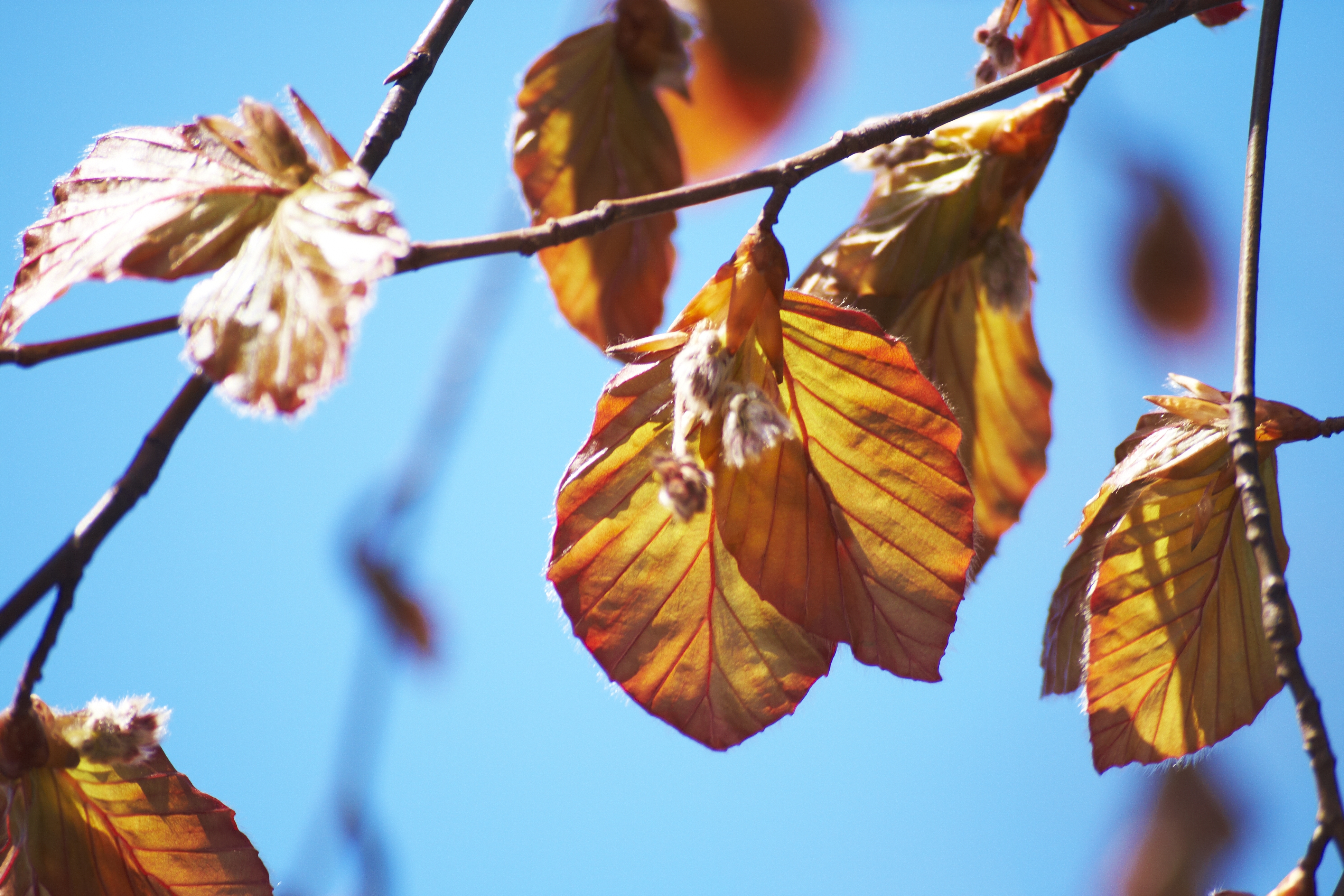 Summer Nature, Autumn, Blue, Branch, Dead, HQ Photo