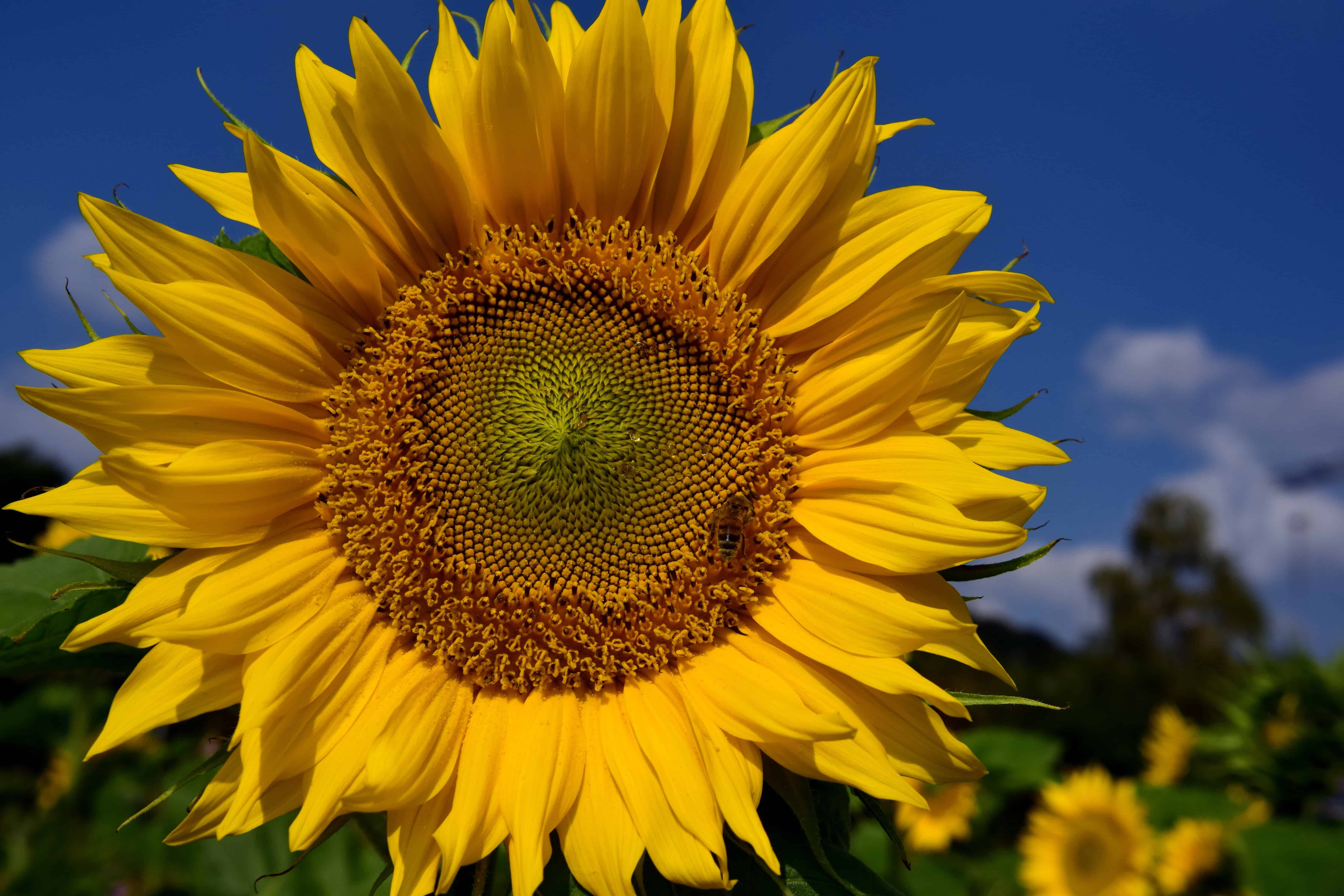 Sunflowerb