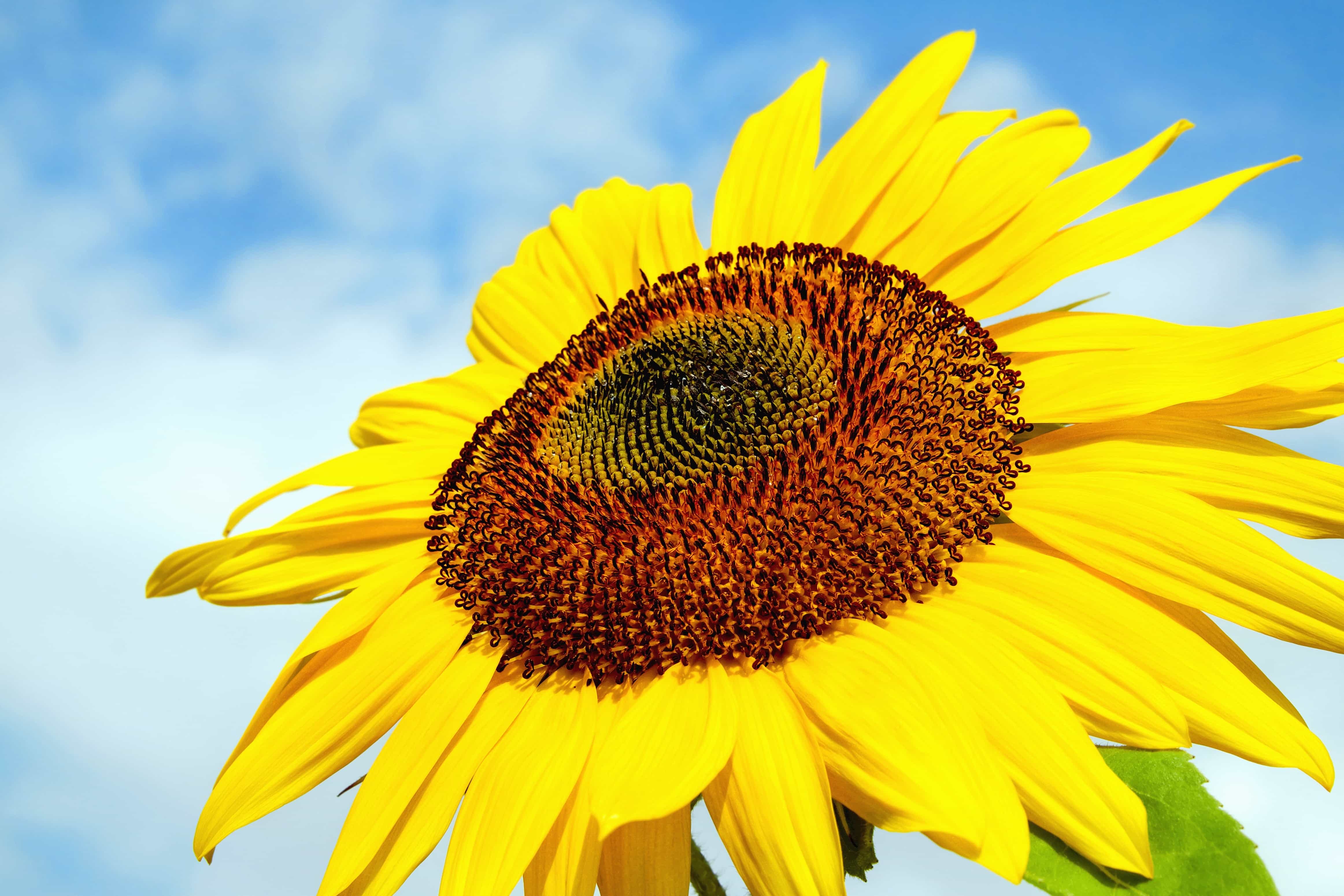Free picture: nature, summer, sunflower, flower, field, plant, petal ...