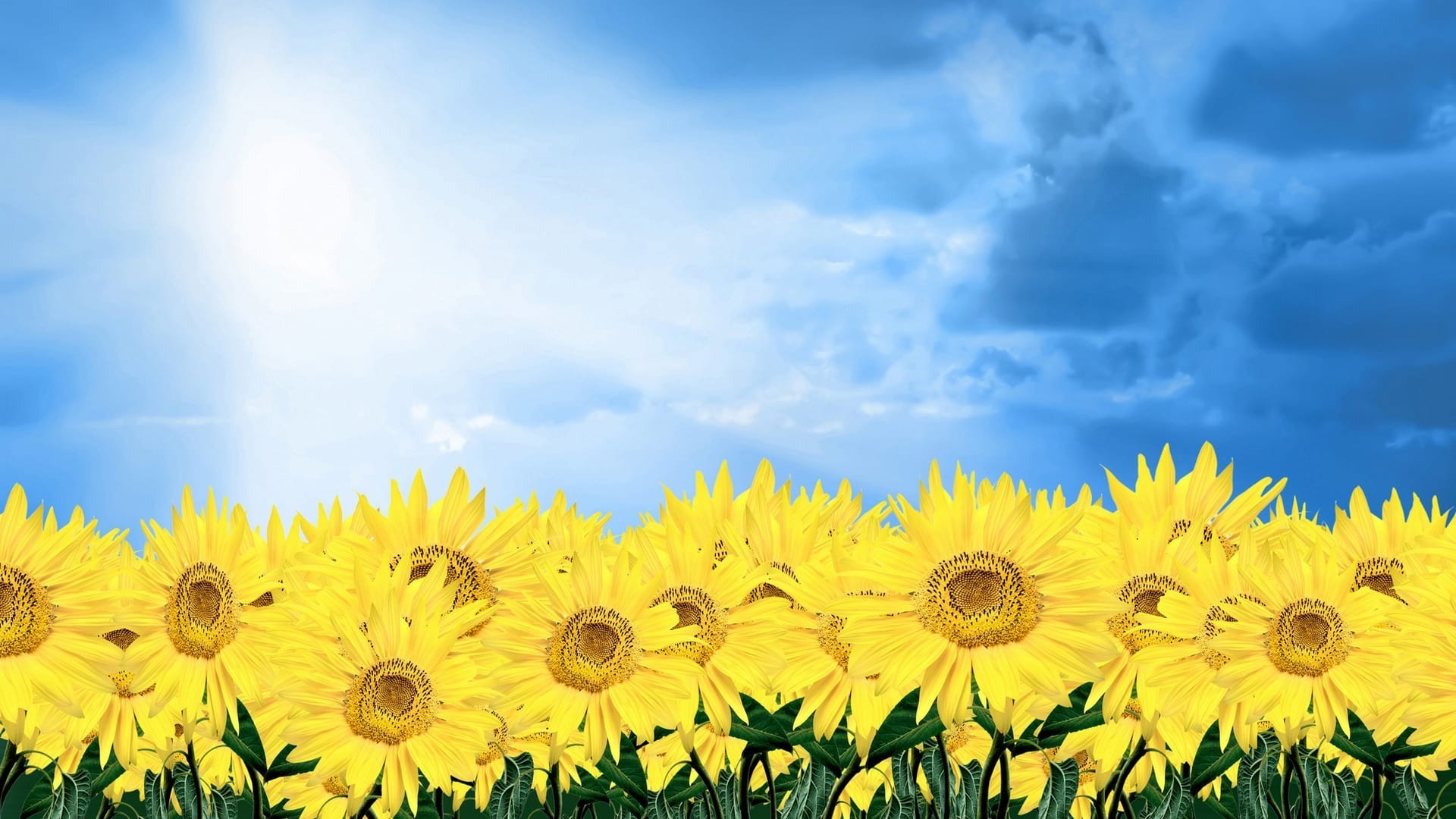 Summer Sunflower Nature Wallpaper Background Image Widescreen - NU ...