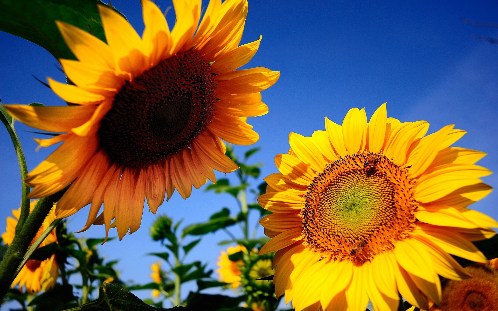 send sunflowes online by flowersngiftonline.com. sunflowers is the ...
