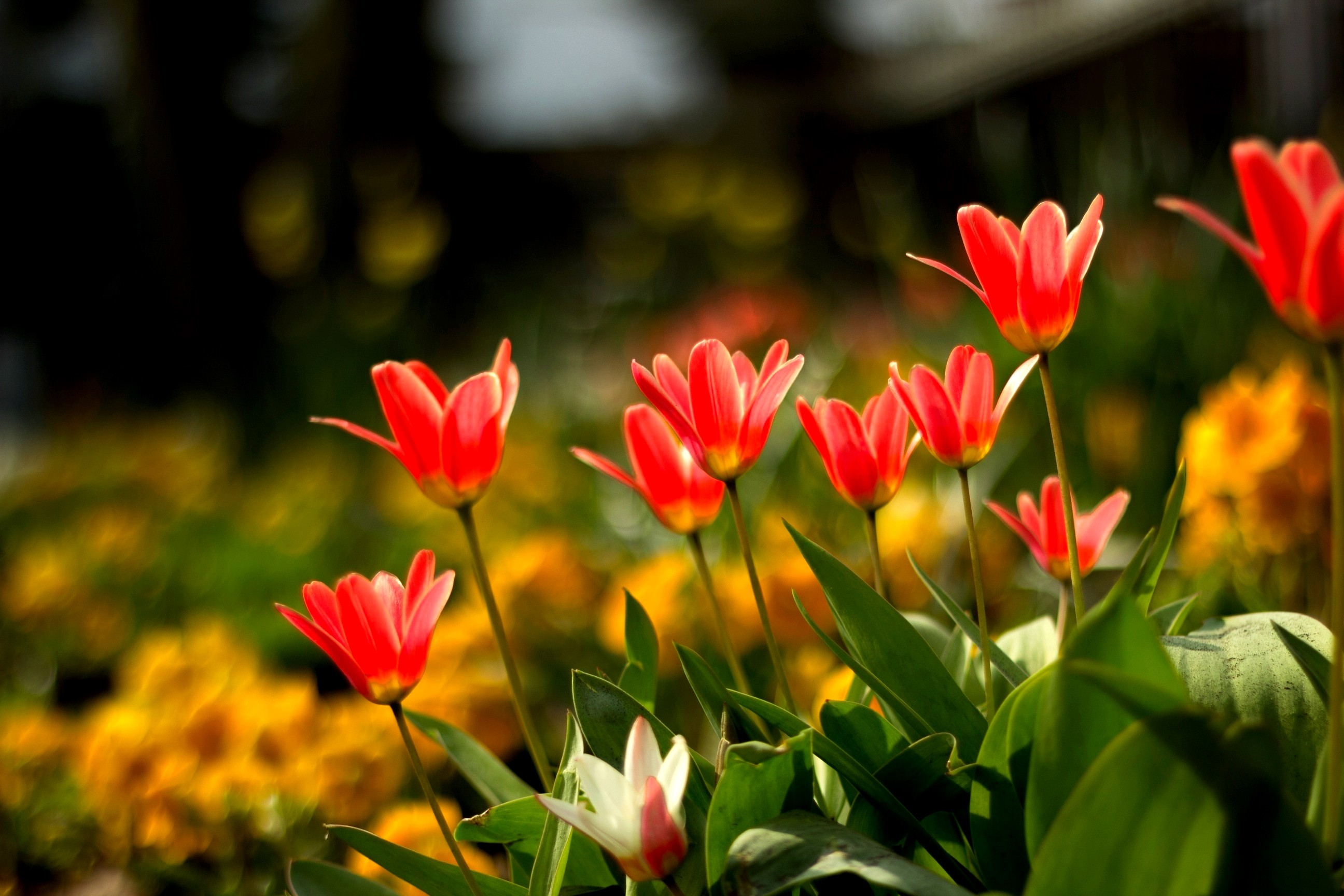 Flower: TULIP GARDEN Bed Summer Tulips Flower Mac Desktop ...