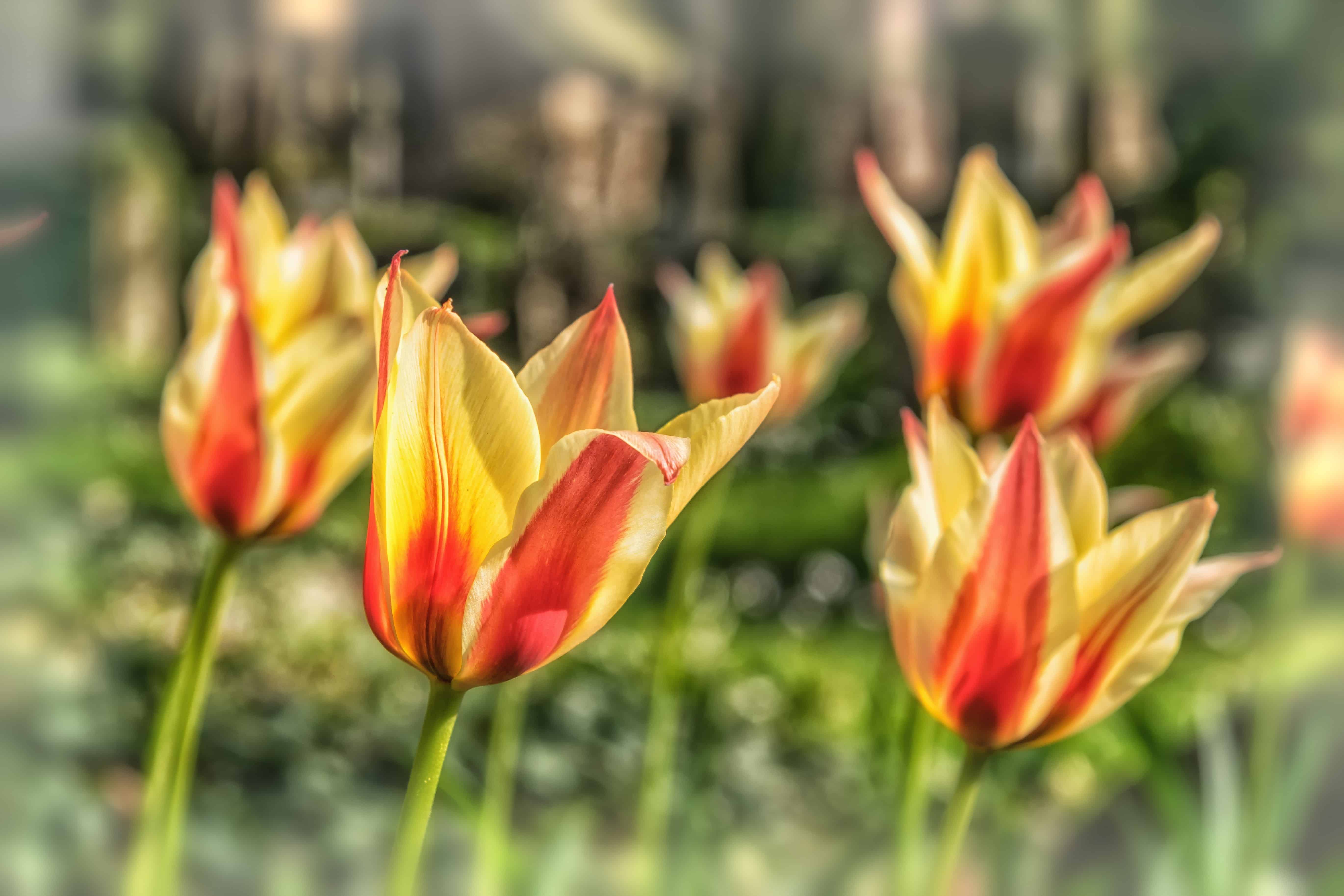 Free picture: flora, garden, nature, flower, summer, tulip, plant ...