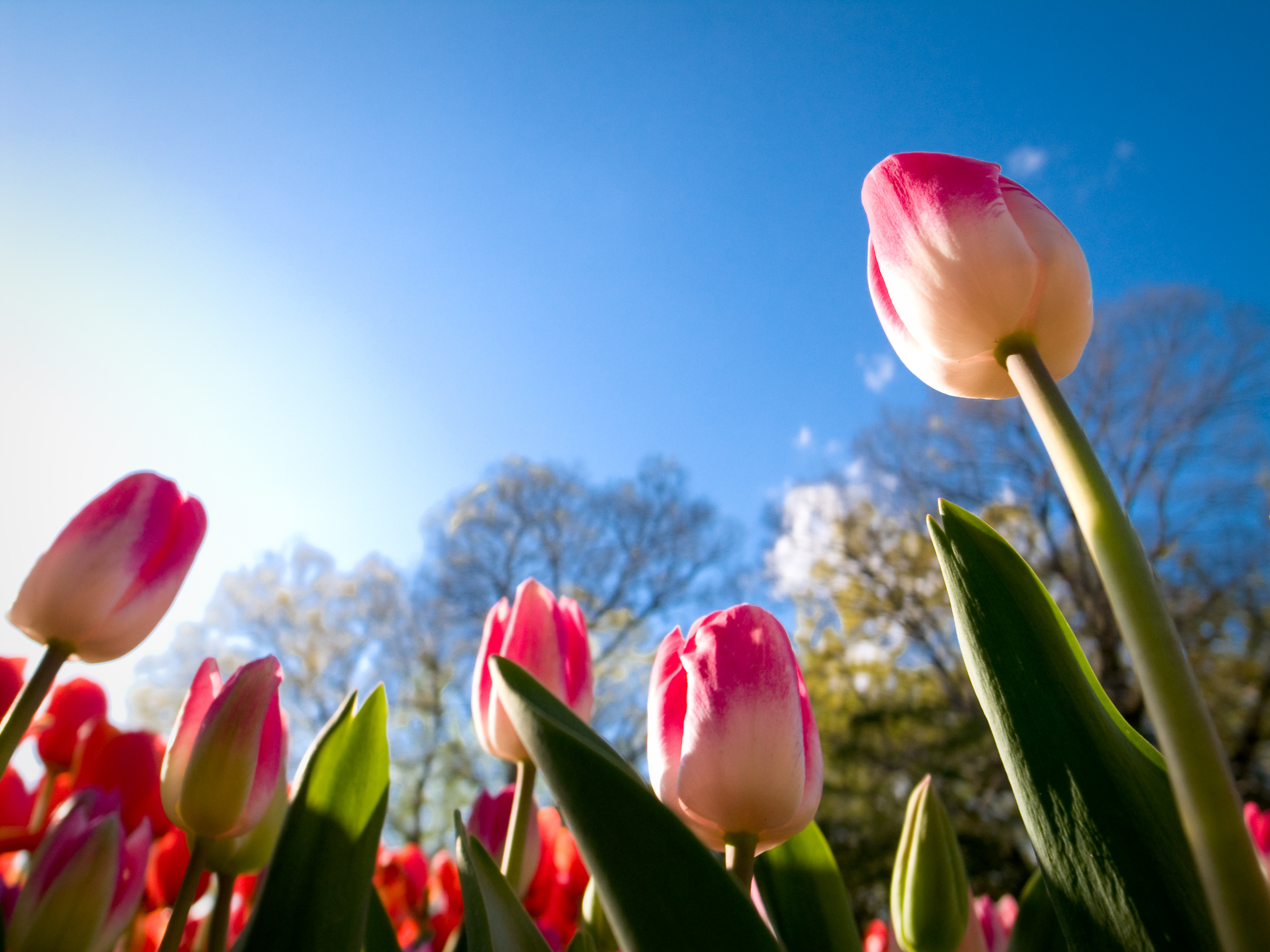 Wallpaper Tulips, Sunny day, Summer, 4K, Flowers, #5959