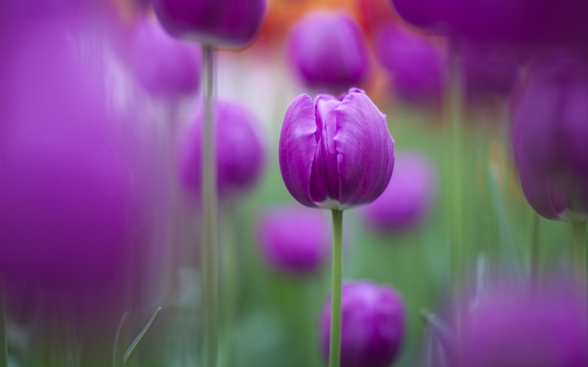 Flower: Flower Purple Stem Tulips Tulip Desktop Wallpaper Summer ...