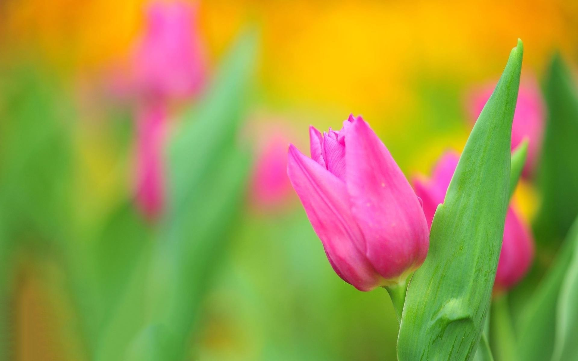 undefined Tulip Flower Wallpapers (35 Wallpapers) | Adorable ...