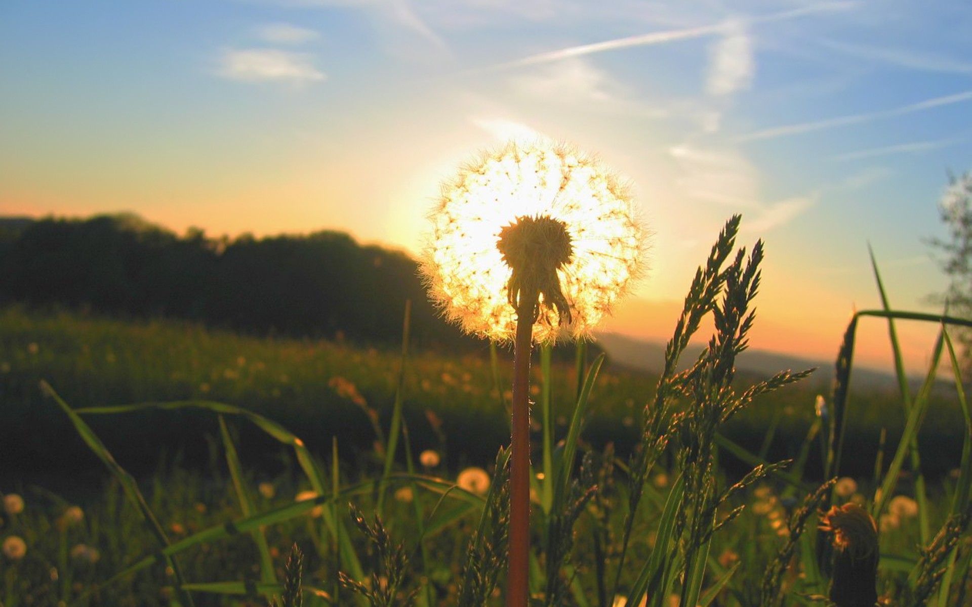Flowers: Grass Sun Sunrise Dandelions Landscapes Nature Image Pc for ...