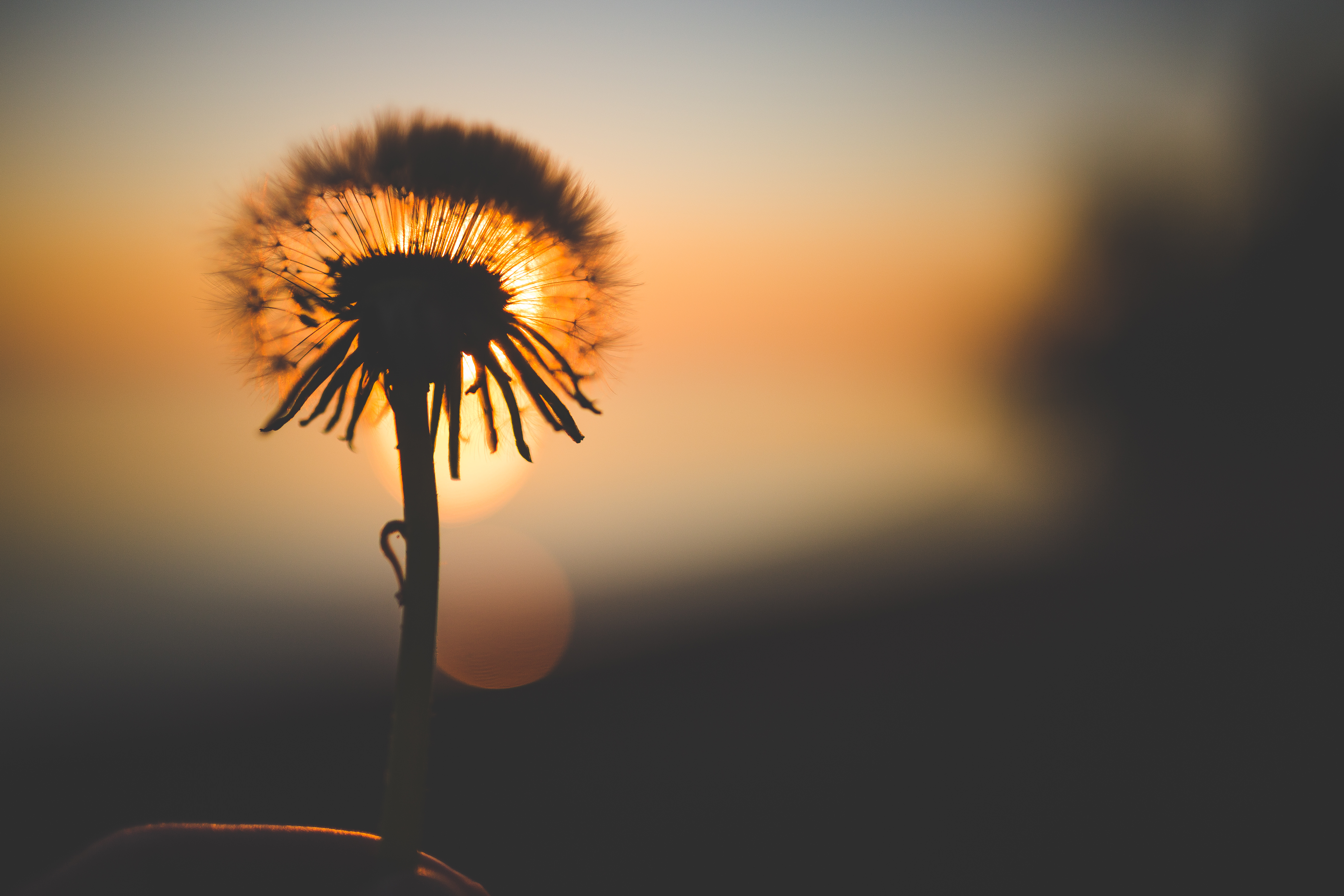 Silhouette of Dandelion Behind Sun Free Stock Photo - NegativeSpace