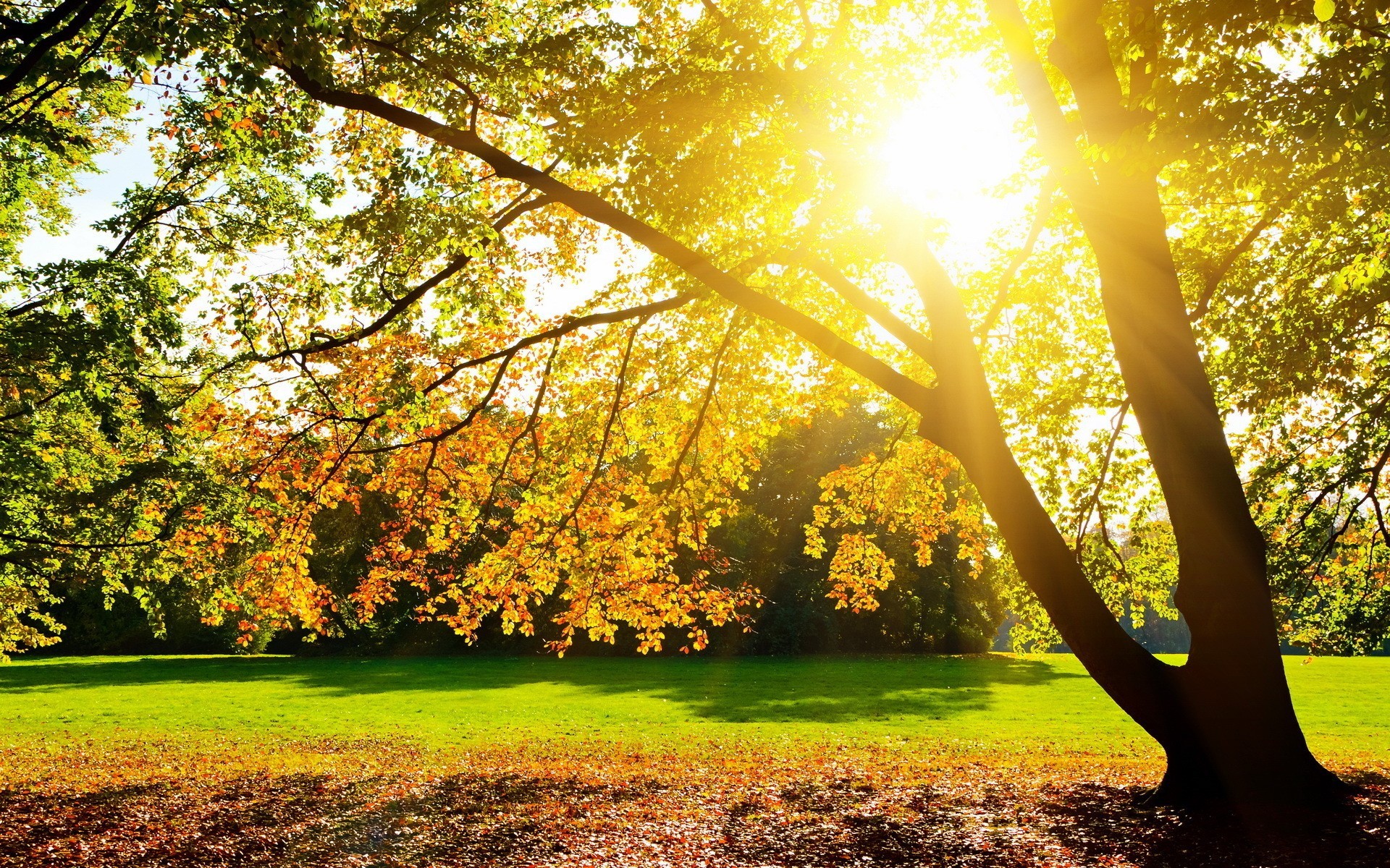 Trees: Trees Landscapes Sun Nature Wallpapers Free Download High ...