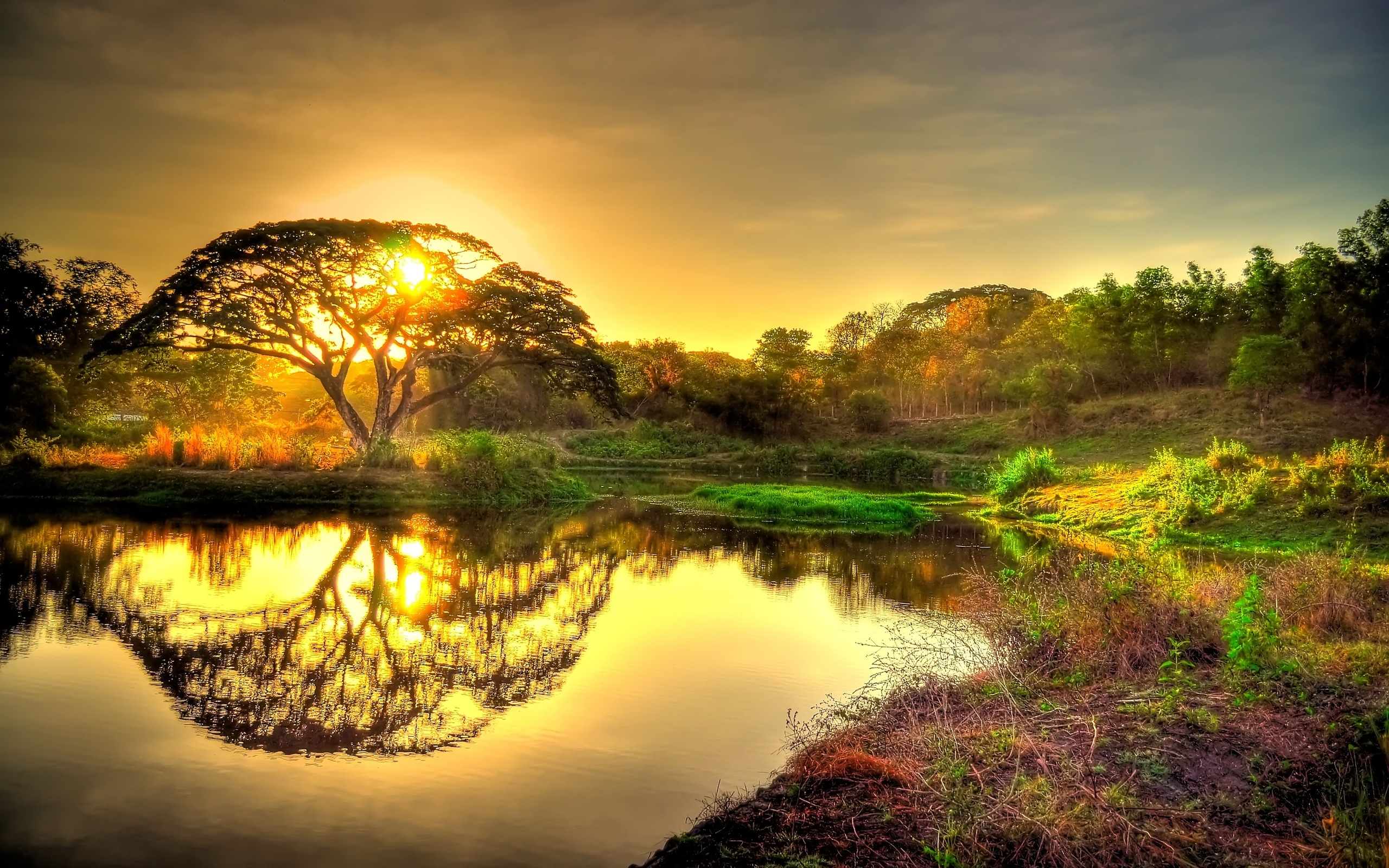 Sun tree / 2560 x 1600 / Nature / Photography | MIRIADNA.COM