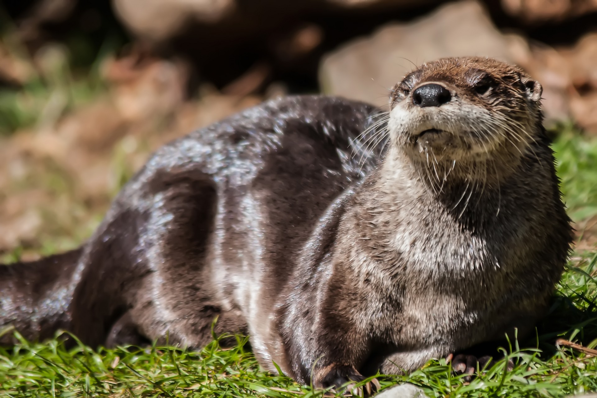 Otter Sun Bathing Free Stock Photo - Public Domain Pictures