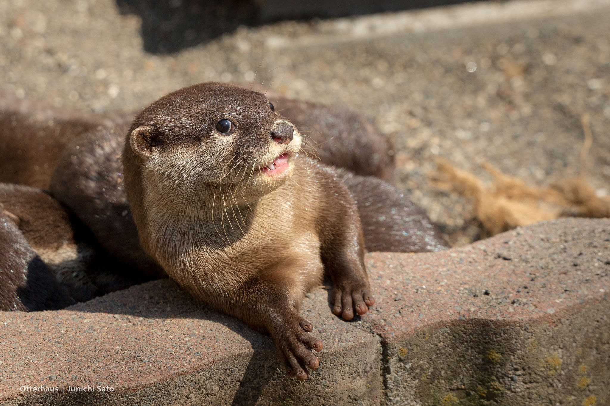 Sunbathing - Otters # 4276 2014 | Otters