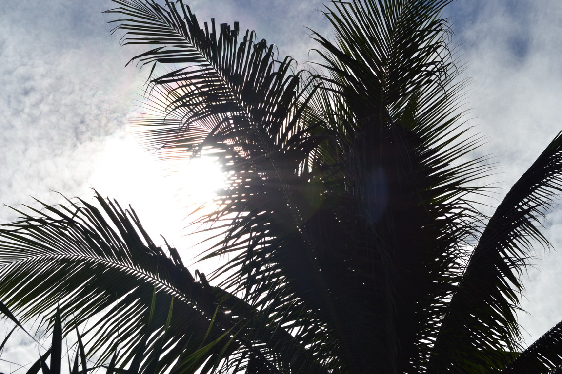 Sun behind coconut leaves photo